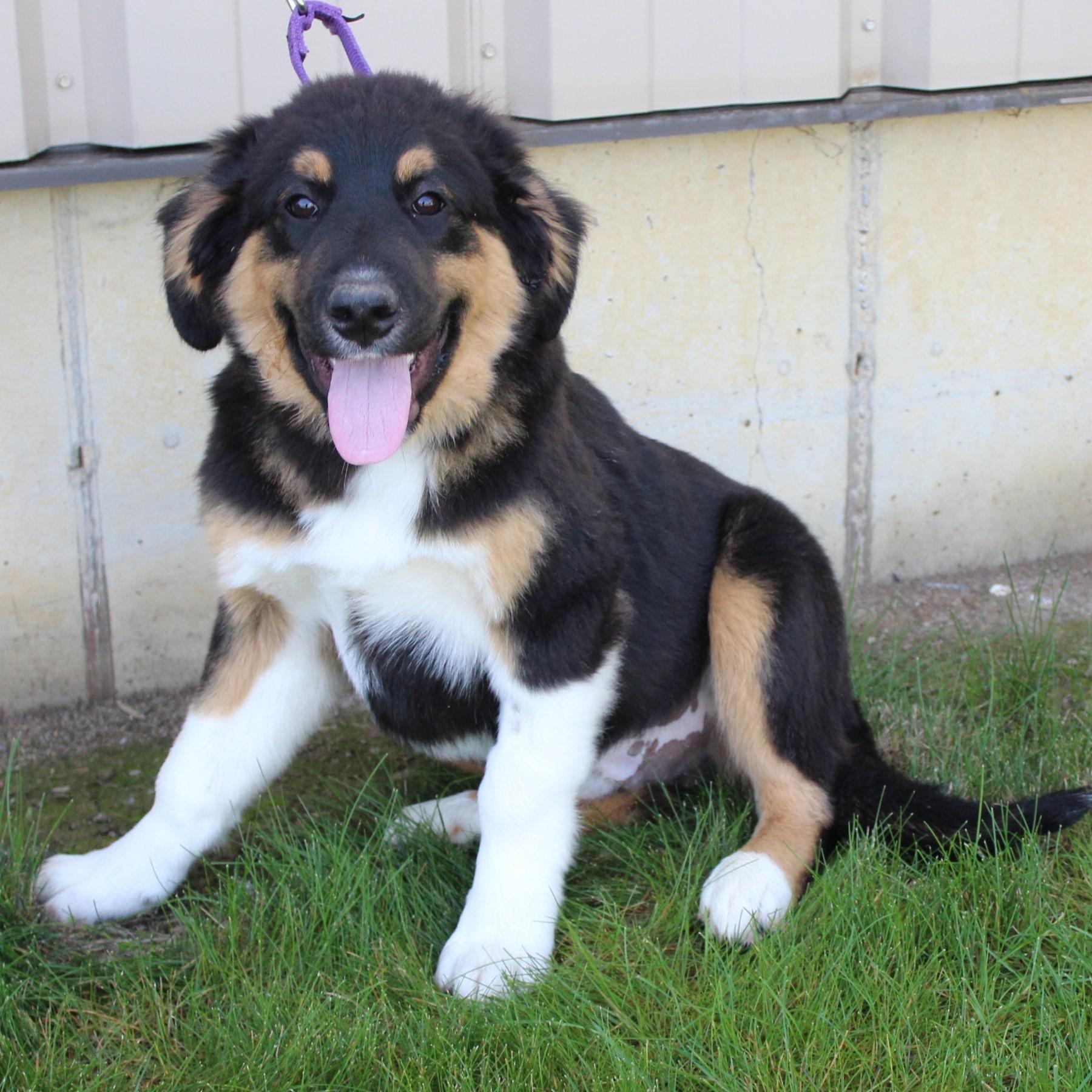 Enlarge Kason, an adopted mixed breed in Eaton, OH image 5/6