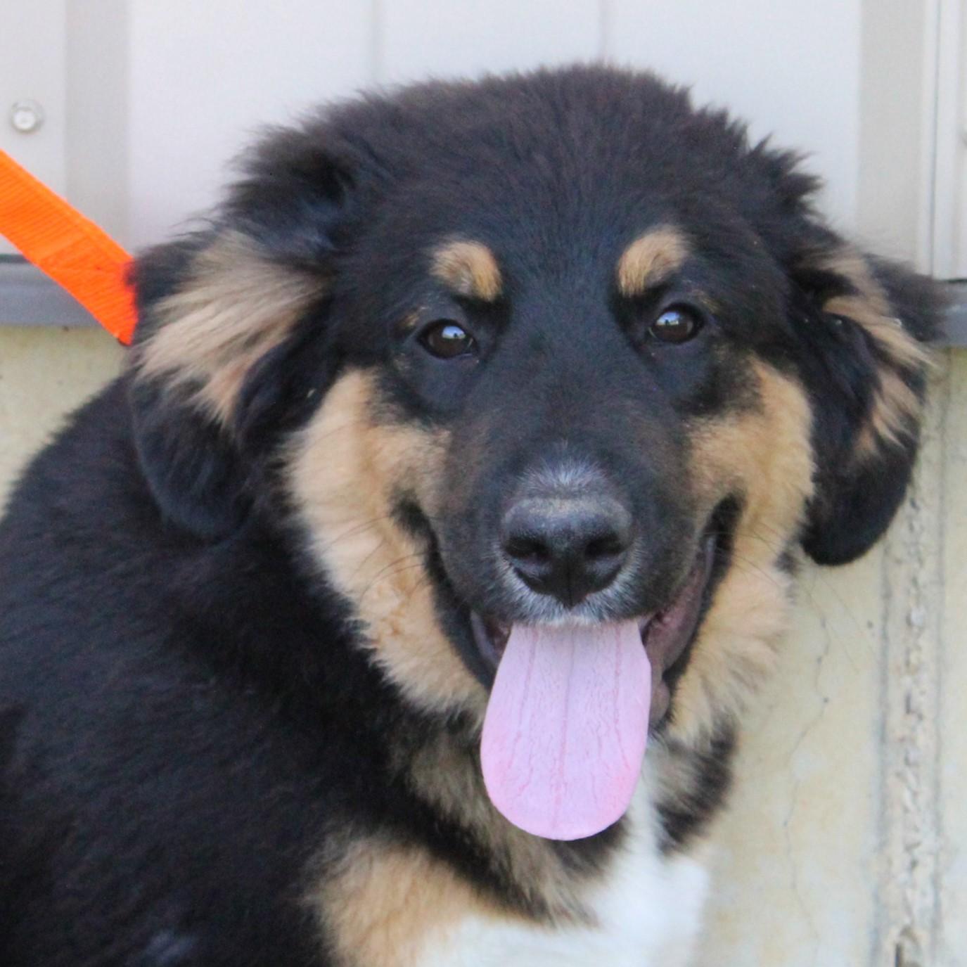 Kason, adopted, Puppy Male Great Pyrenees & Entlebucher.