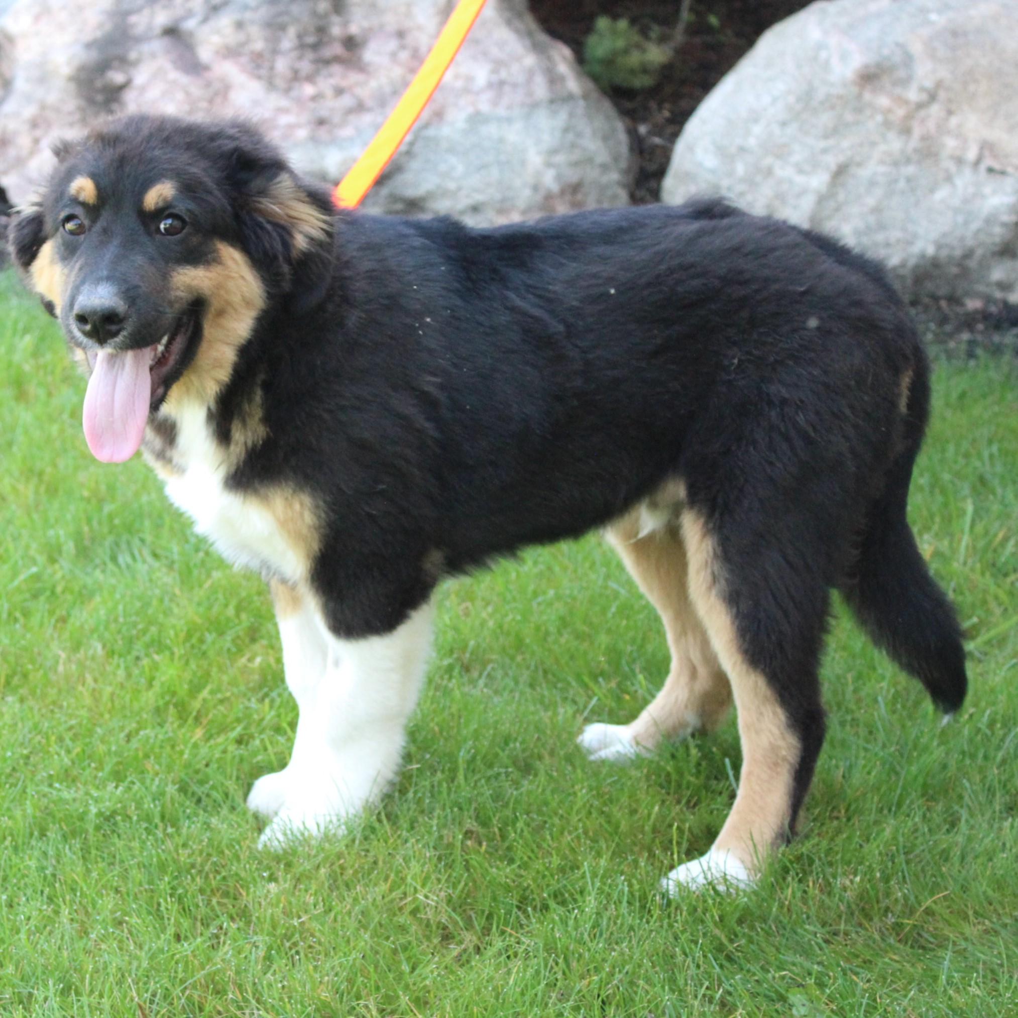 Enlarge Kason, an adopted mixed breed in Eaton, OH image 6/6