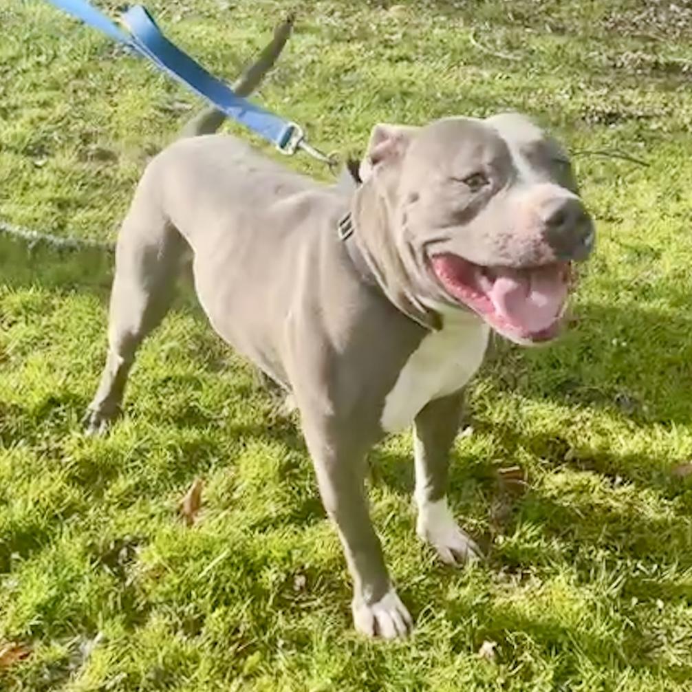 Enlarge T-Bone, an adopted Pit Bull Terrier in Maysville, KY image 4/5