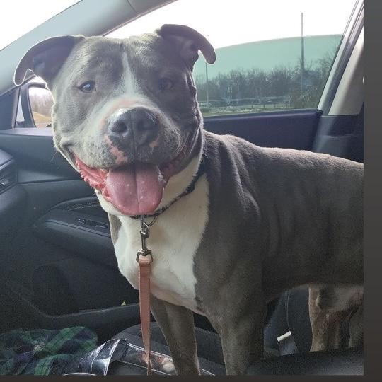 Enlarge T-Bone, an adopted Pit Bull Terrier in Maysville, KY image 2/5