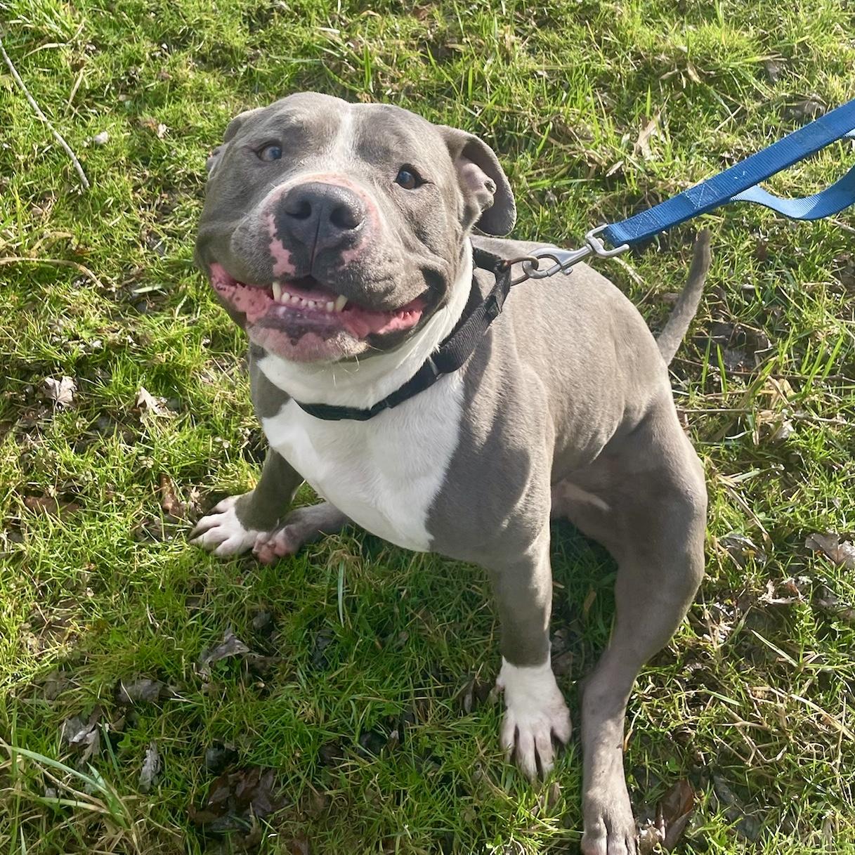 Enlarge T-Bone, an adopted Pit Bull Terrier in Maysville, KY image 5/5