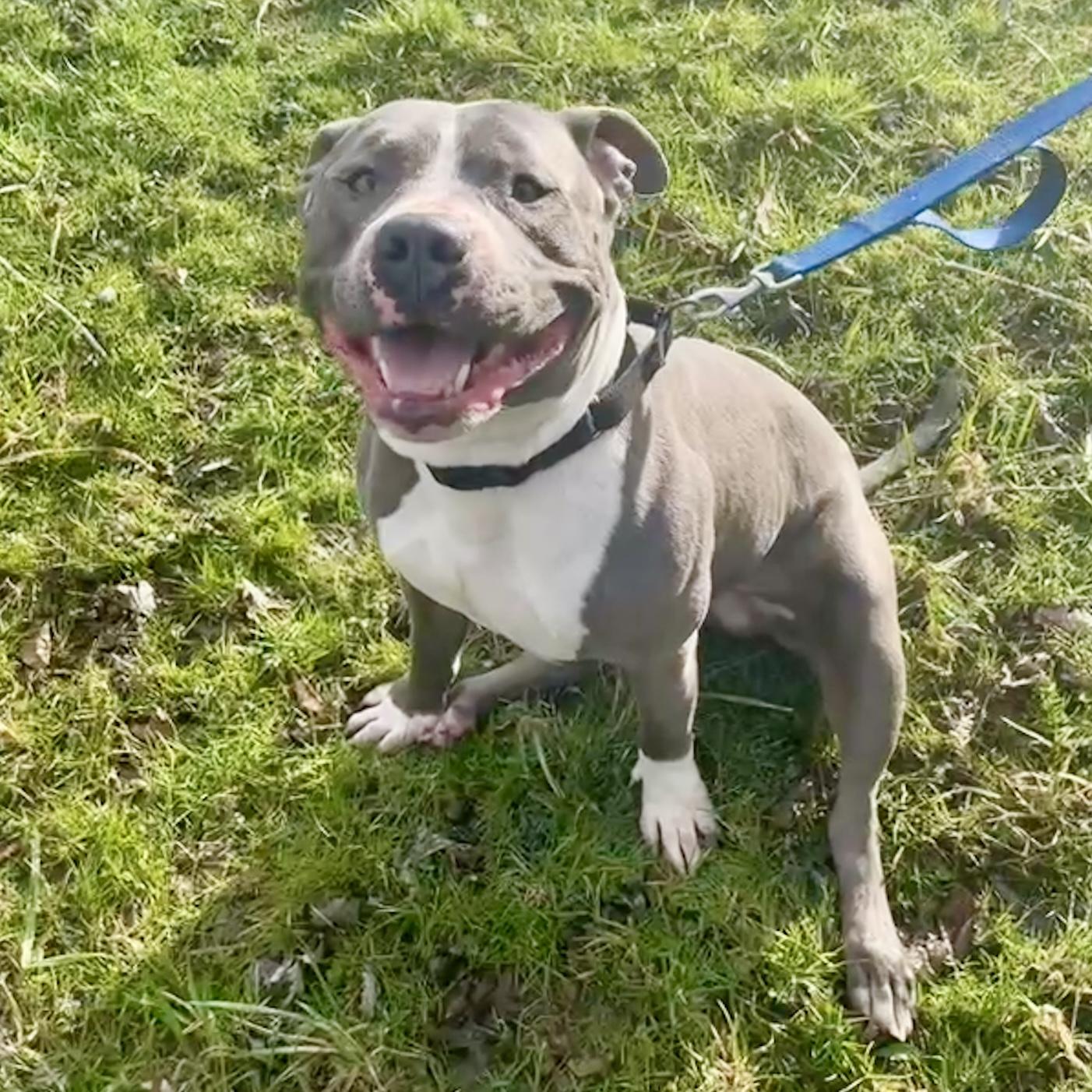 Enlarge T-Bone, an adopted Pit Bull Terrier in Maysville, KY image 1/5