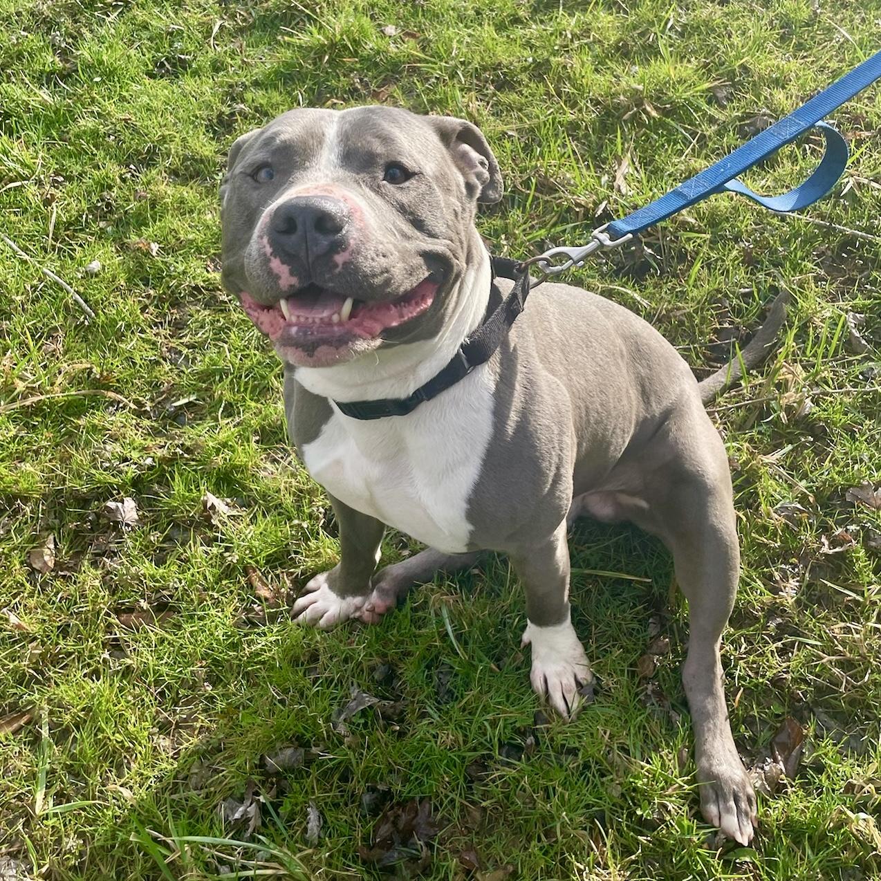 Enlarge T-Bone, an adopted Pit Bull Terrier in Maysville, KY image 3/5
