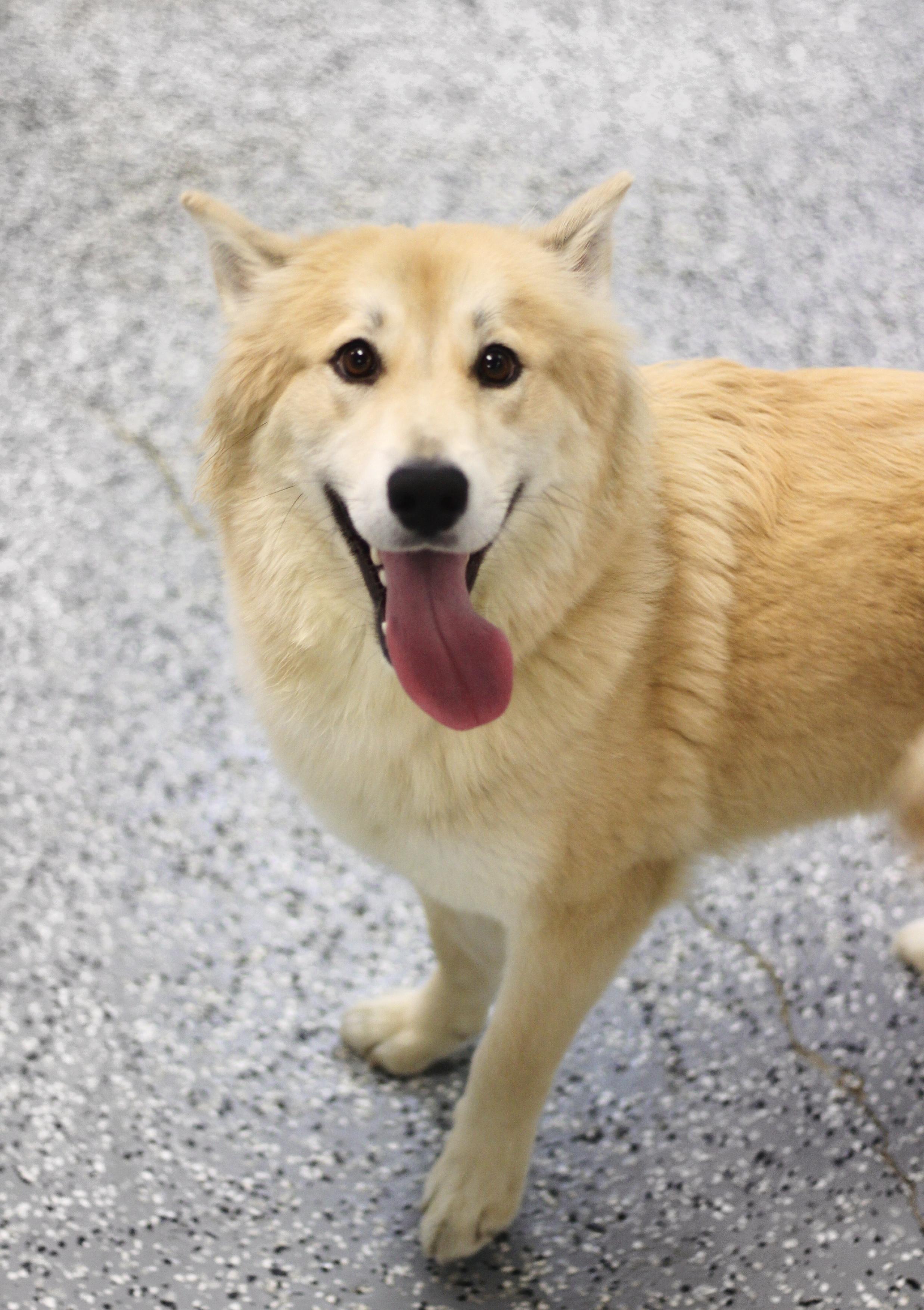 Sephora in NH! Come Meet our Adoptable Dogs Wednesday-Saturday. More info in Bio!, ADOPTABLE, Young Female Retriever.