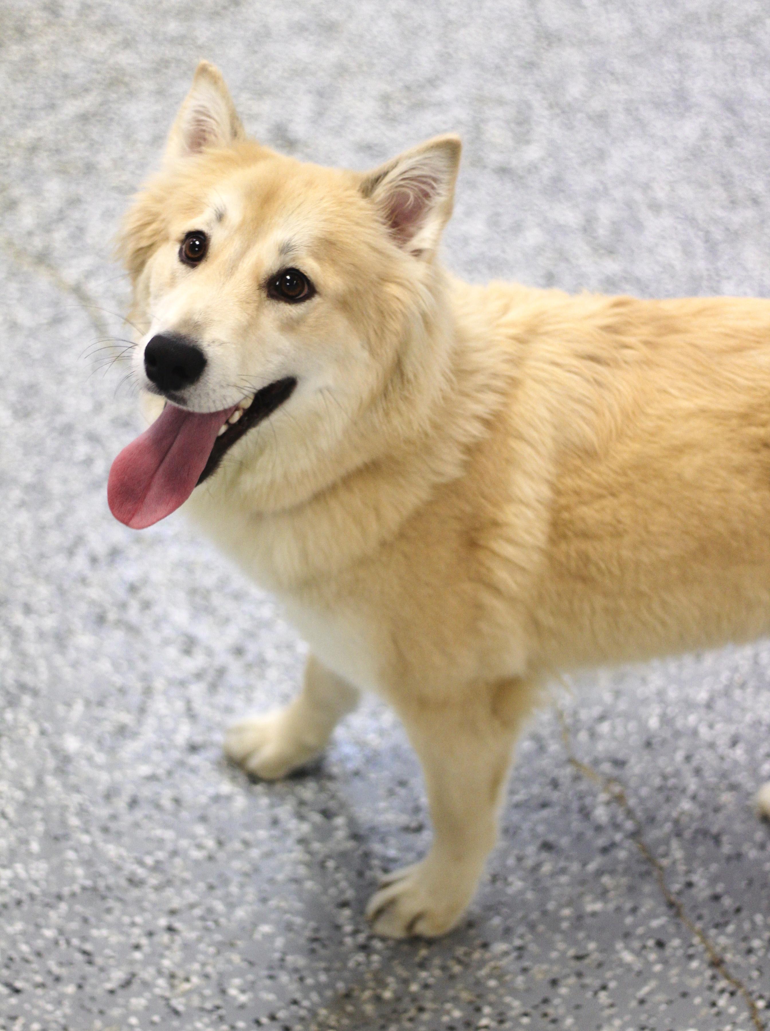 Enlarge Sephora in NH! Come Meet our Adoptable Dogs Wednesday-Saturday. More info in Bio!, a ADOPTABLE mixed breed in Manchester, NH image 3/3