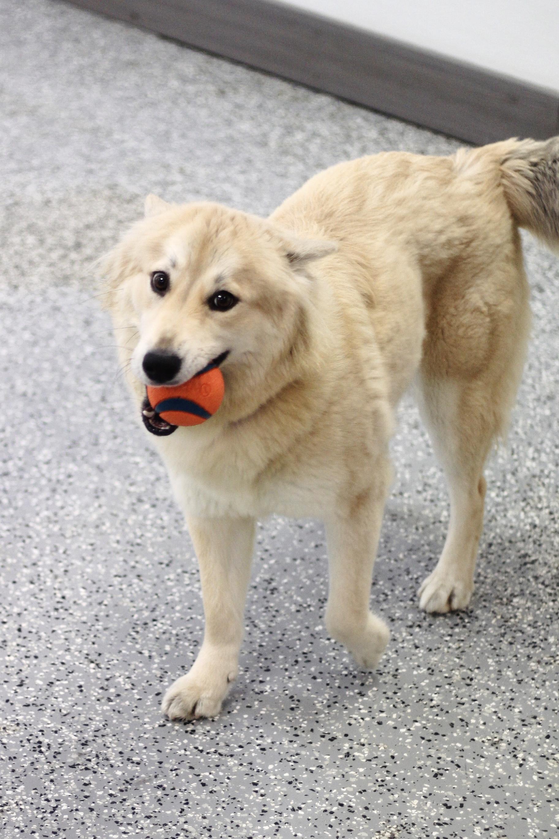 Enlarge Sephora in NH! Come Meet our Adoptable Dogs Wednesday-Saturday. More info in Bio!, a ADOPTABLE mixed breed in Manchester, NH image 2/3