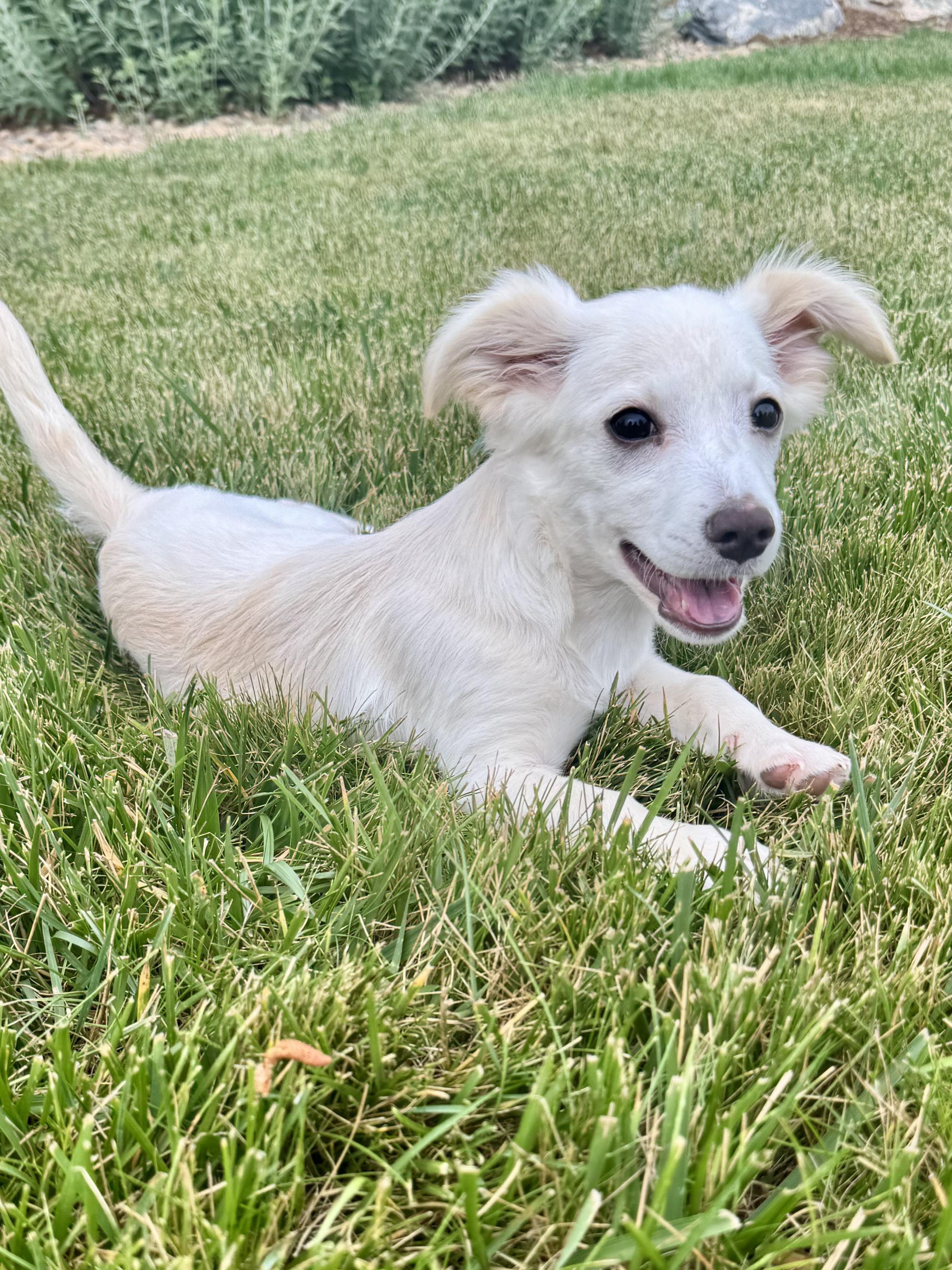 Enlarge Melvin, a ADOPTABLE mixed breed in Fort Collins, CO image 2/5