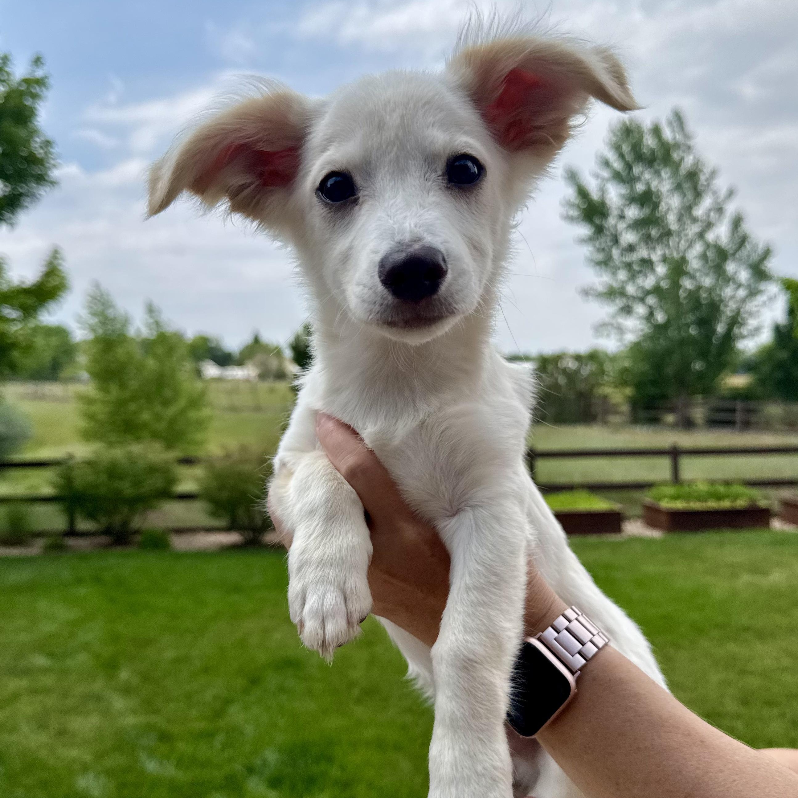 Enlarge Melvin, a ADOPTABLE mixed breed in Fort Collins, CO image 1/5