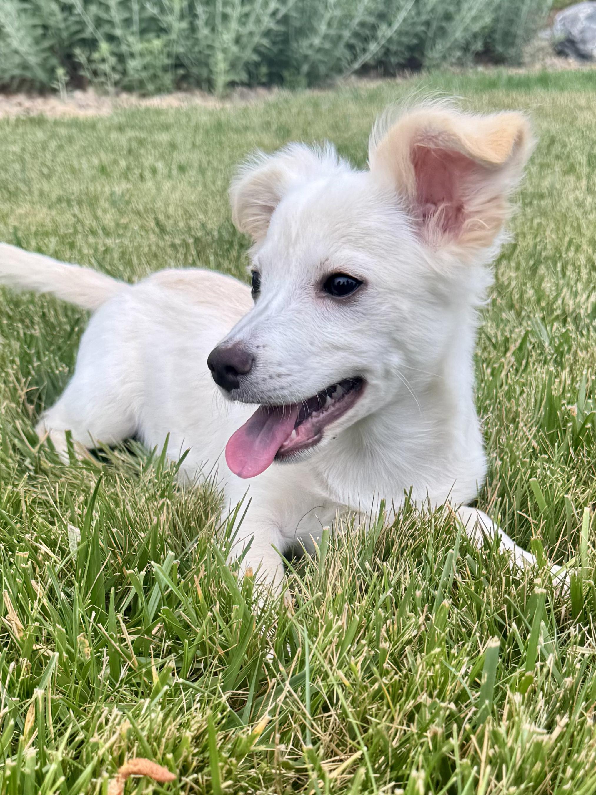 Enlarge Melvin, a ADOPTABLE mixed breed in Fort Collins, CO image 3/5