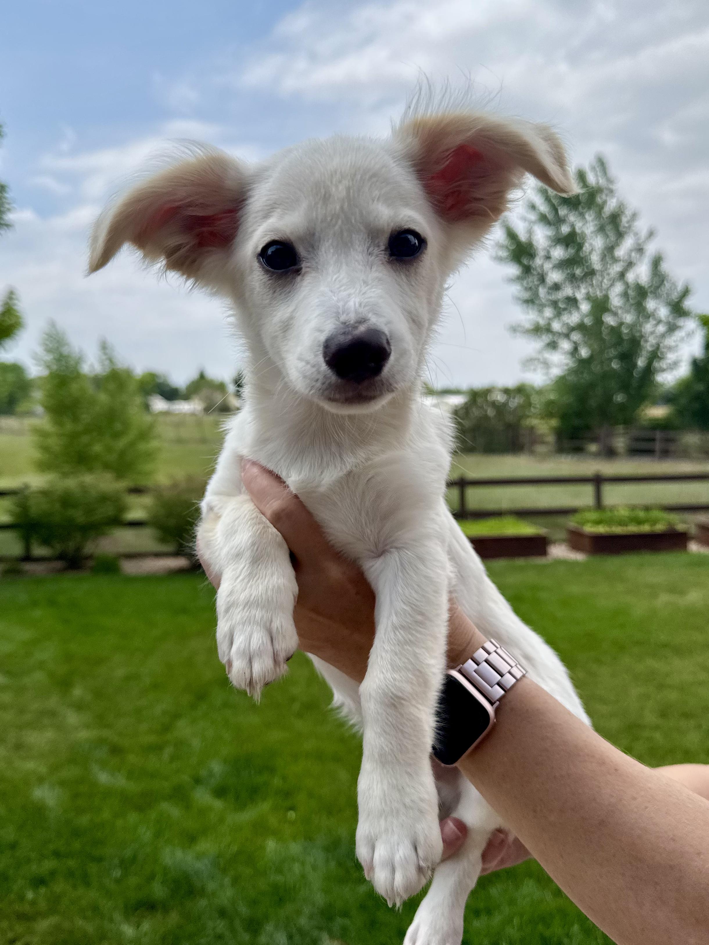 Enlarge Melvin, a ADOPTABLE mixed breed in Fort Collins, CO image 4/5