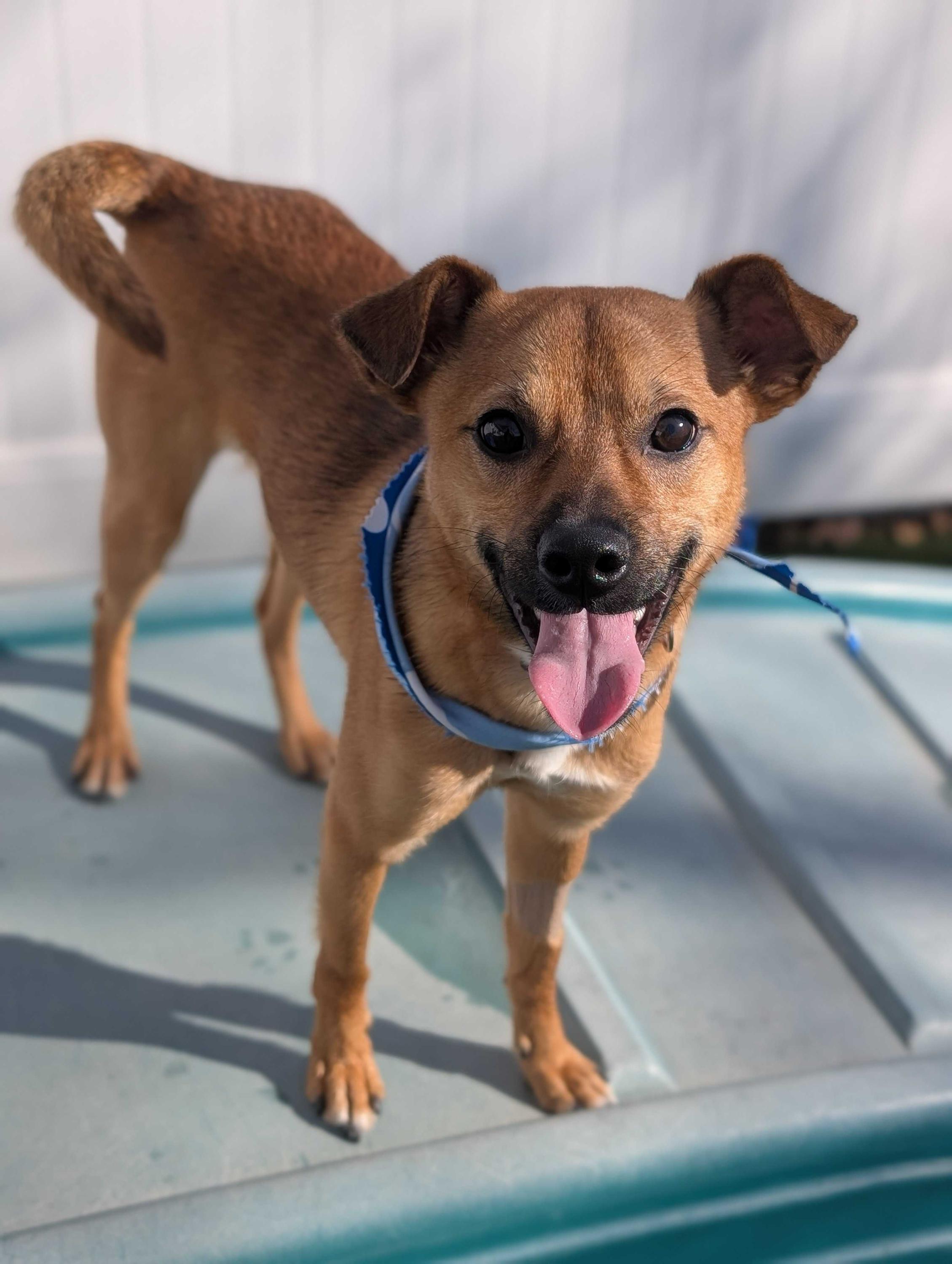 Enlarge Jingle , a ADOPTABLE mixed breed in O'Fallon, MO image 1/1