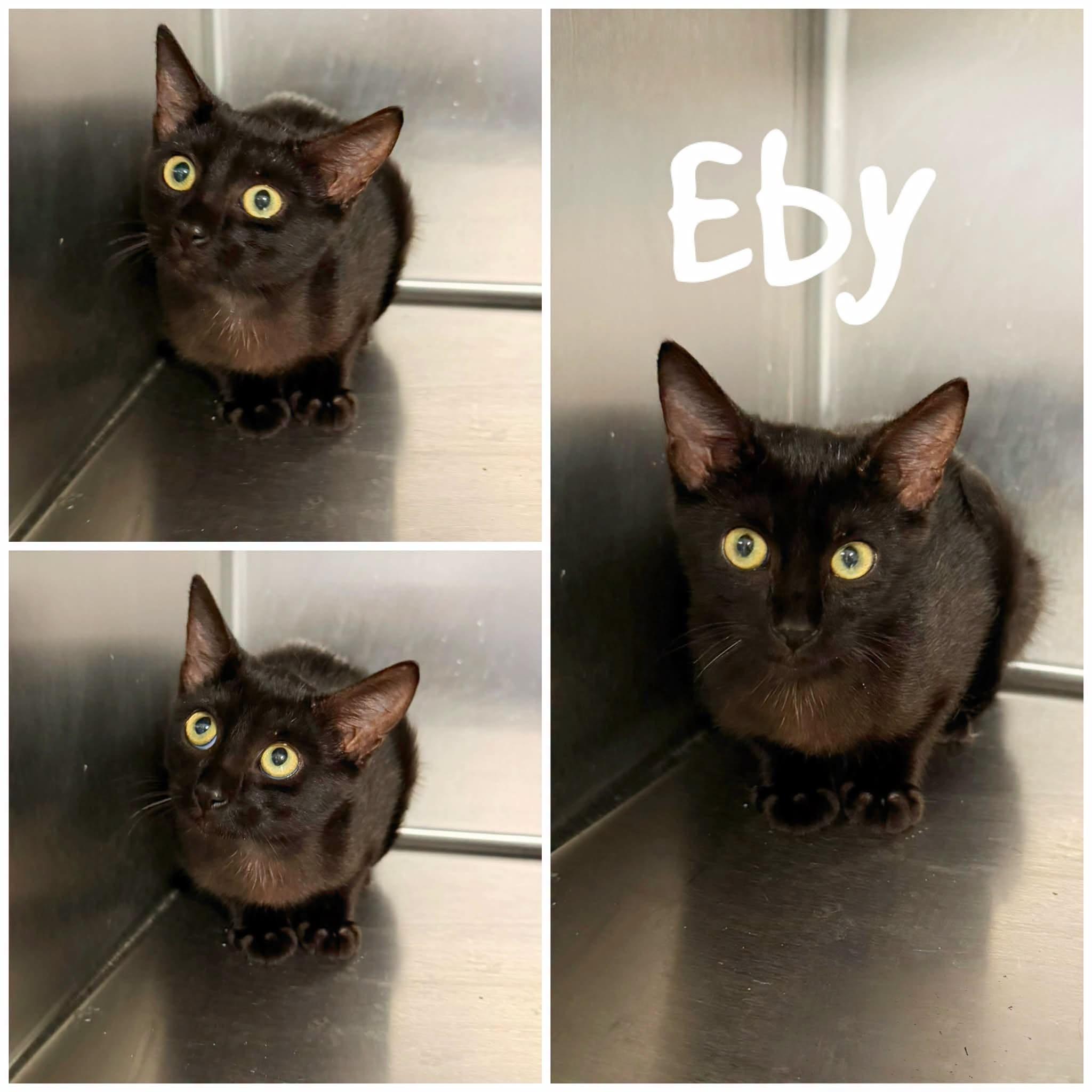 Eby, Adoptable, Young Female Domestic Short Hair.