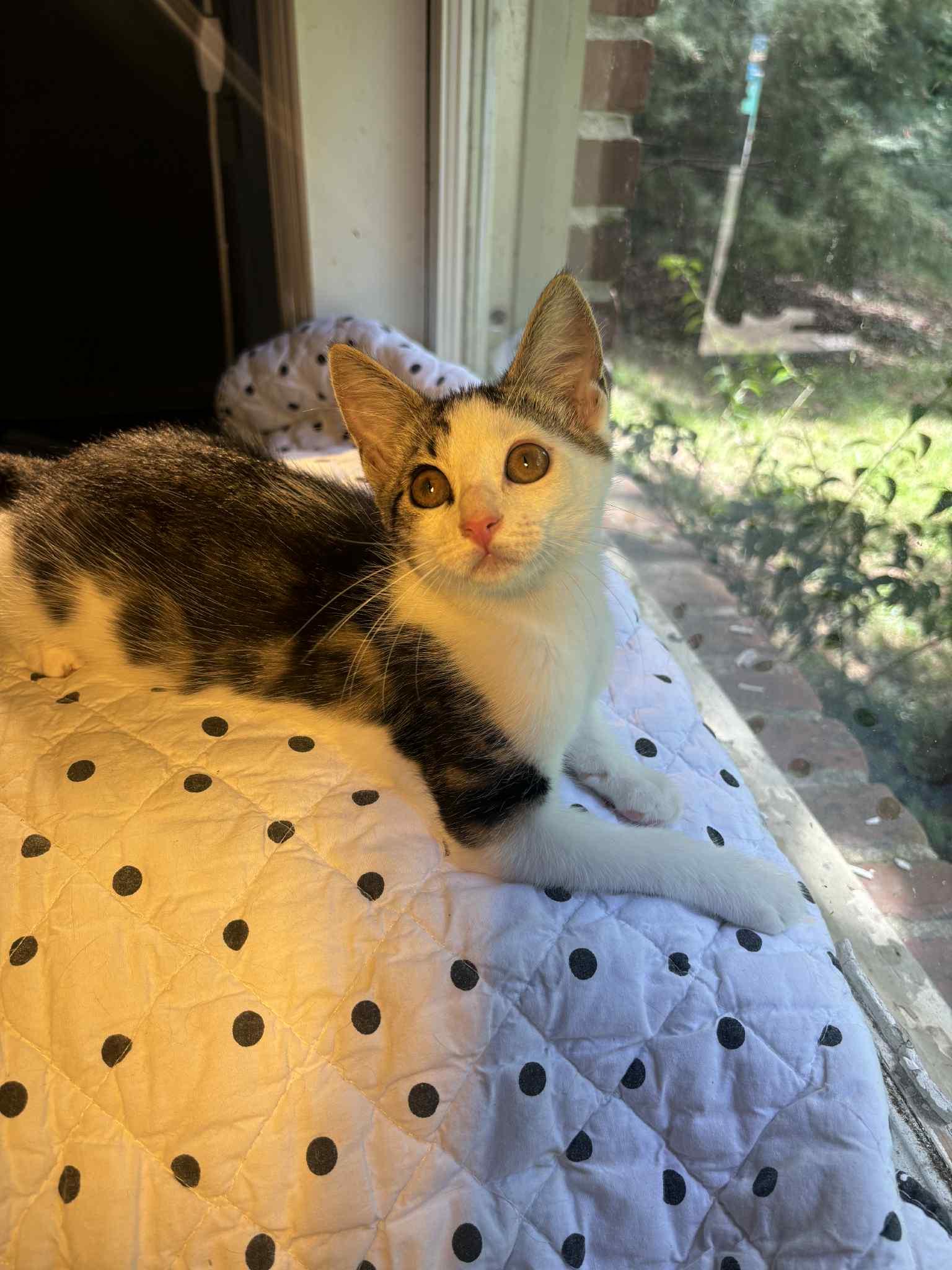 VERONICA, a Adoptable Domestic Short Hair in Powder Springs, GA image 1/2