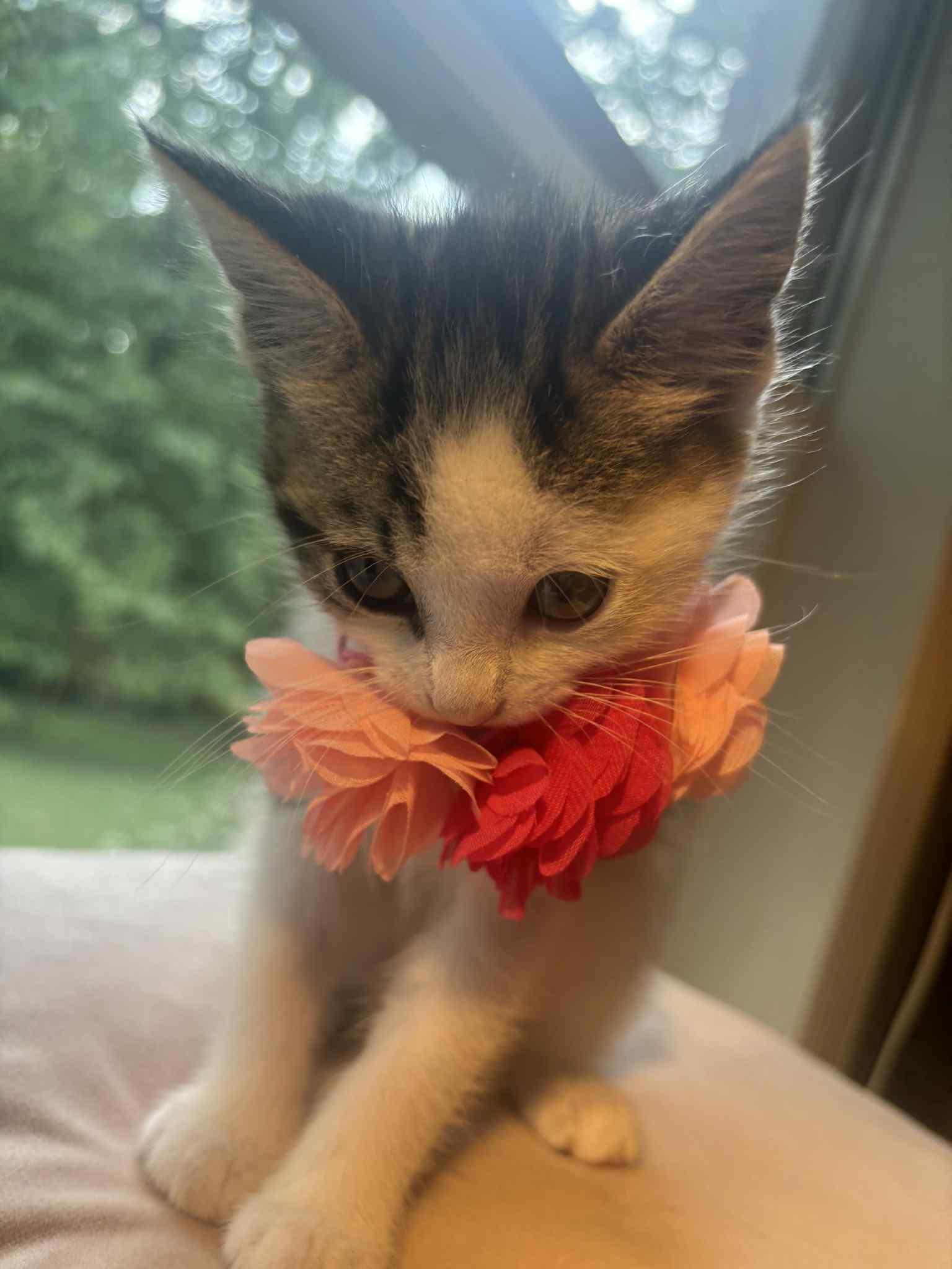 VERONICA, a Adoptable Domestic Short Hair in Powder Springs, GA image 2/2