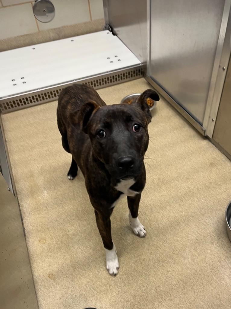 Enlarge Clara, a Adoptable mixed breed in Seguin, TX image 1/1