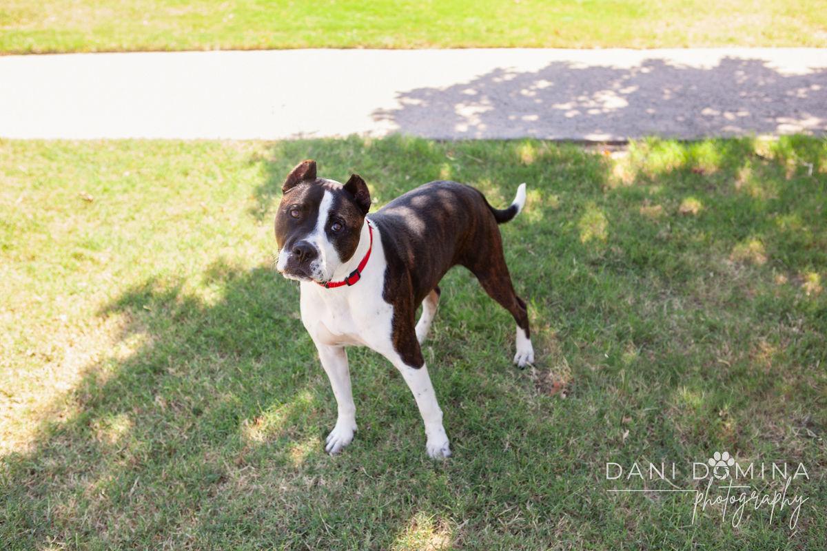 Earnie, adoptable, Young Male American Staffordshire Terrier & Pit Bull Terrier.