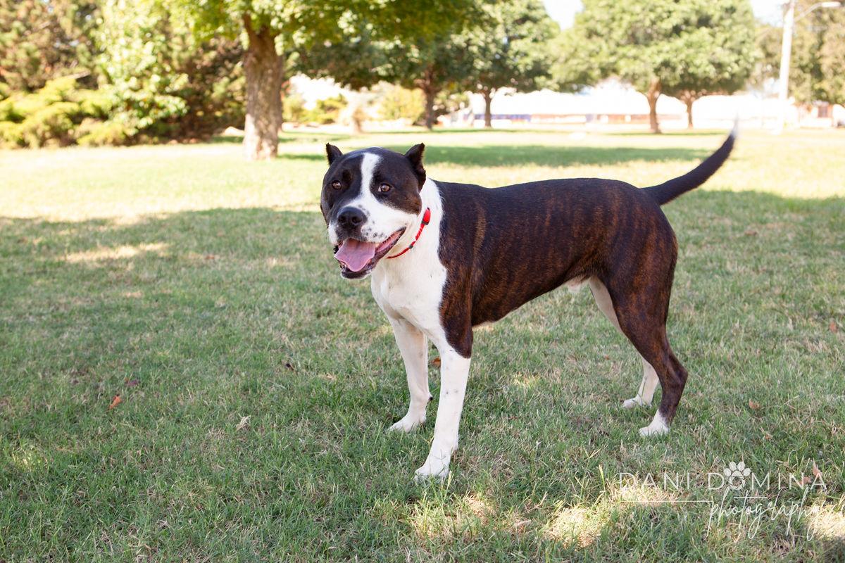 Enlarge Earnie, an adoptable mixed breed in Choctaw, OK image 2/6