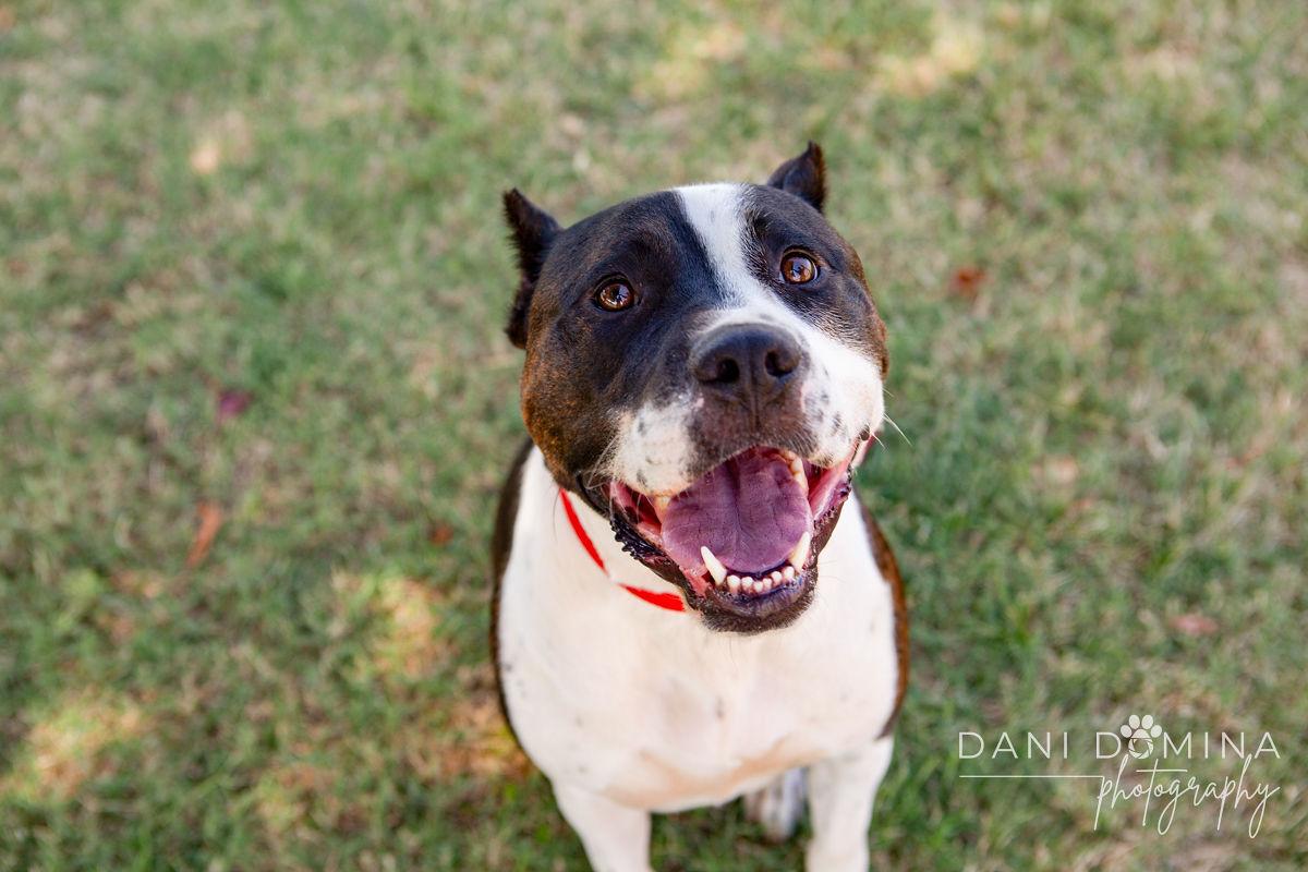 Enlarge Earnie, an adoptable mixed breed in Choctaw, OK image 3/6