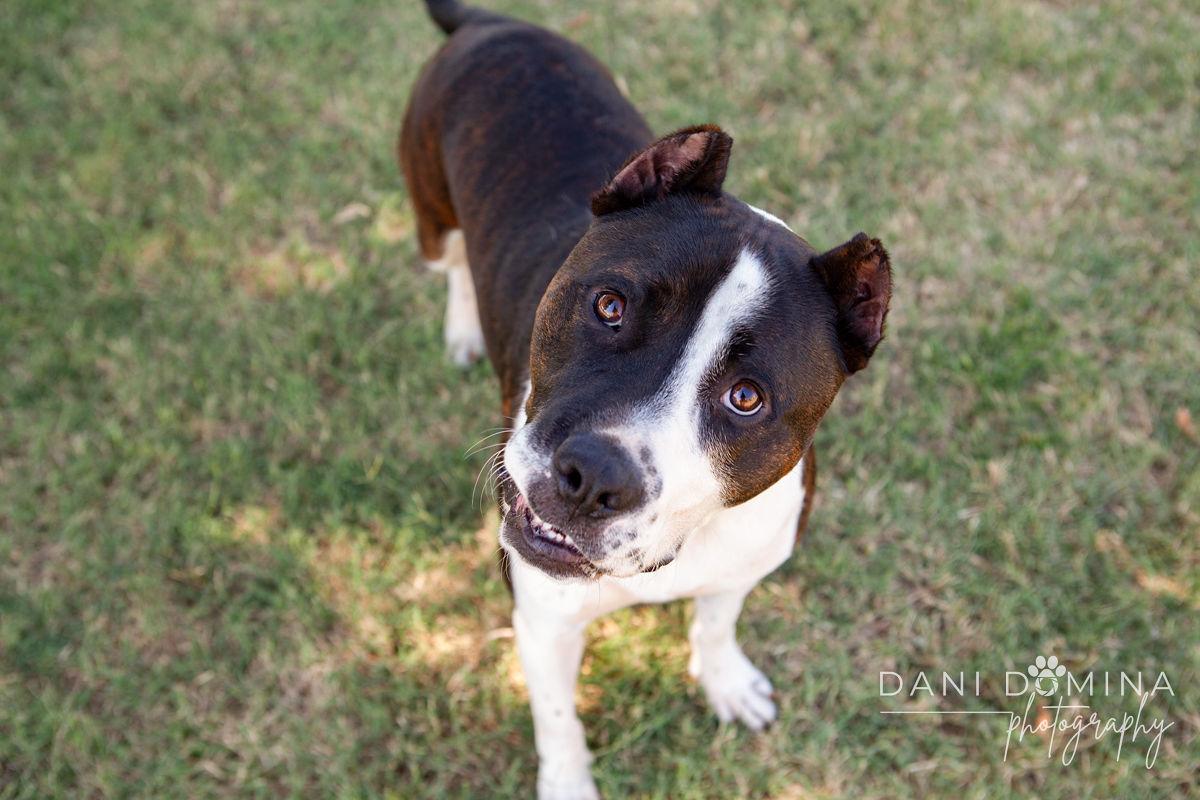 Enlarge Earnie, an adoptable mixed breed in Choctaw, OK image 4/6
