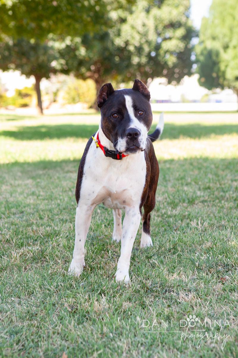 Enlarge Earnie, an adoptable mixed breed in Choctaw, OK image 5/6