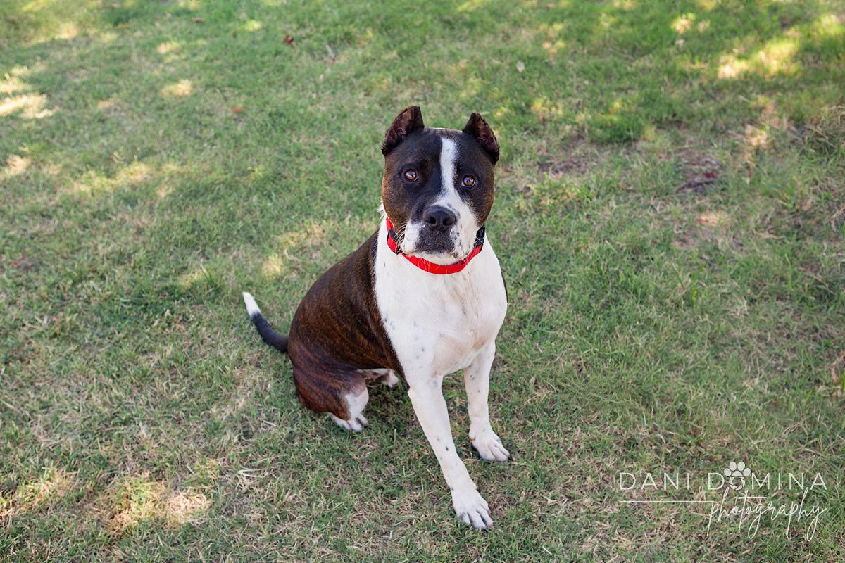 Enlarge Earnie, an adoptable mixed breed in Choctaw, OK image 6/6