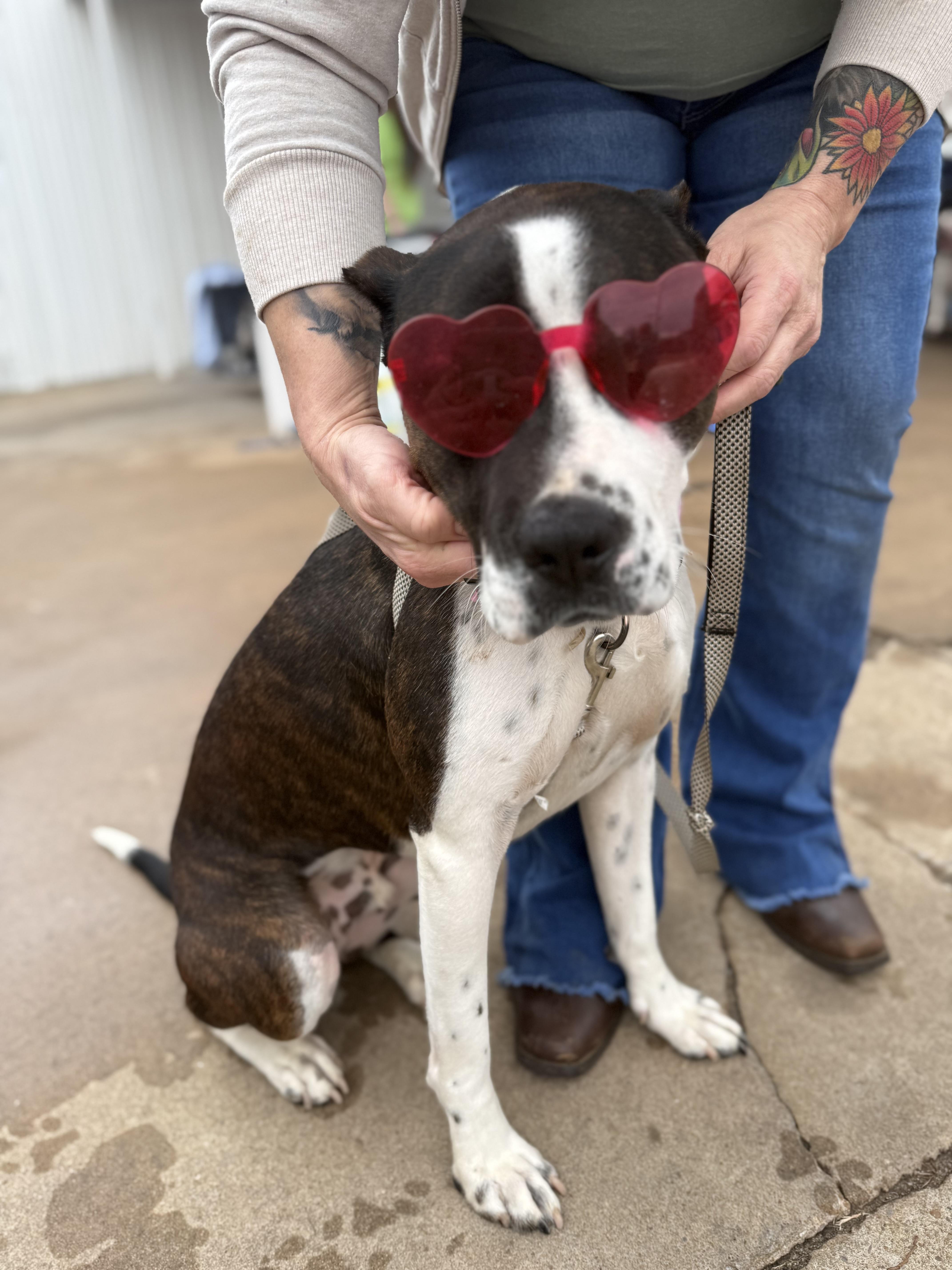 Enlarge Earnie, an adoptable mixed breed in Choctaw, OK image 6/6