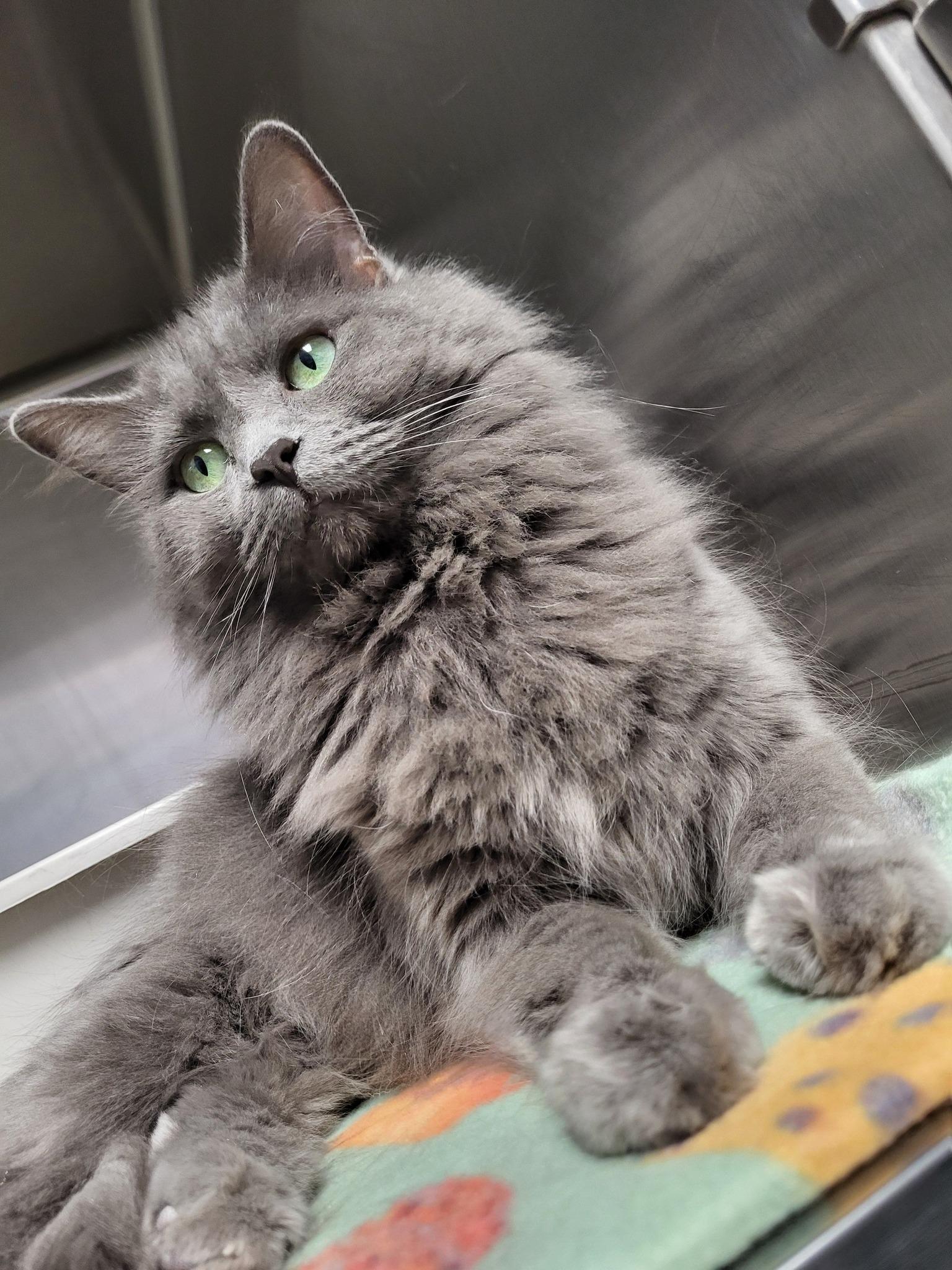 Daphne, adoptable, Adult Female Domestic Medium Hair.