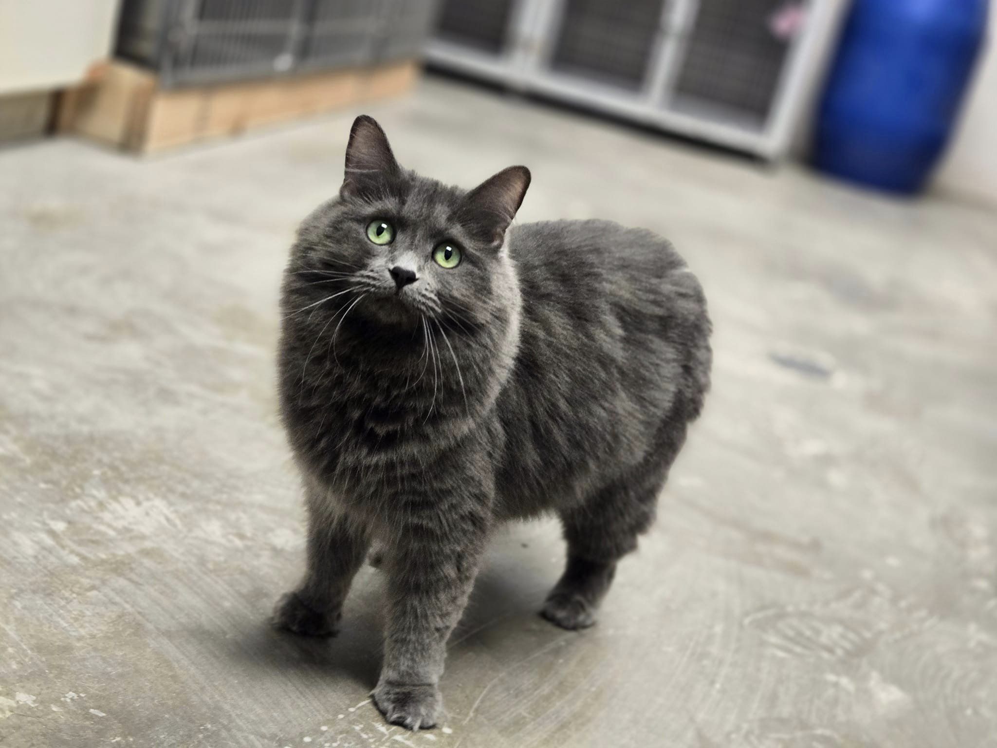 Daphne, an adoptable mixed breed in Chilton, WI image 3/6