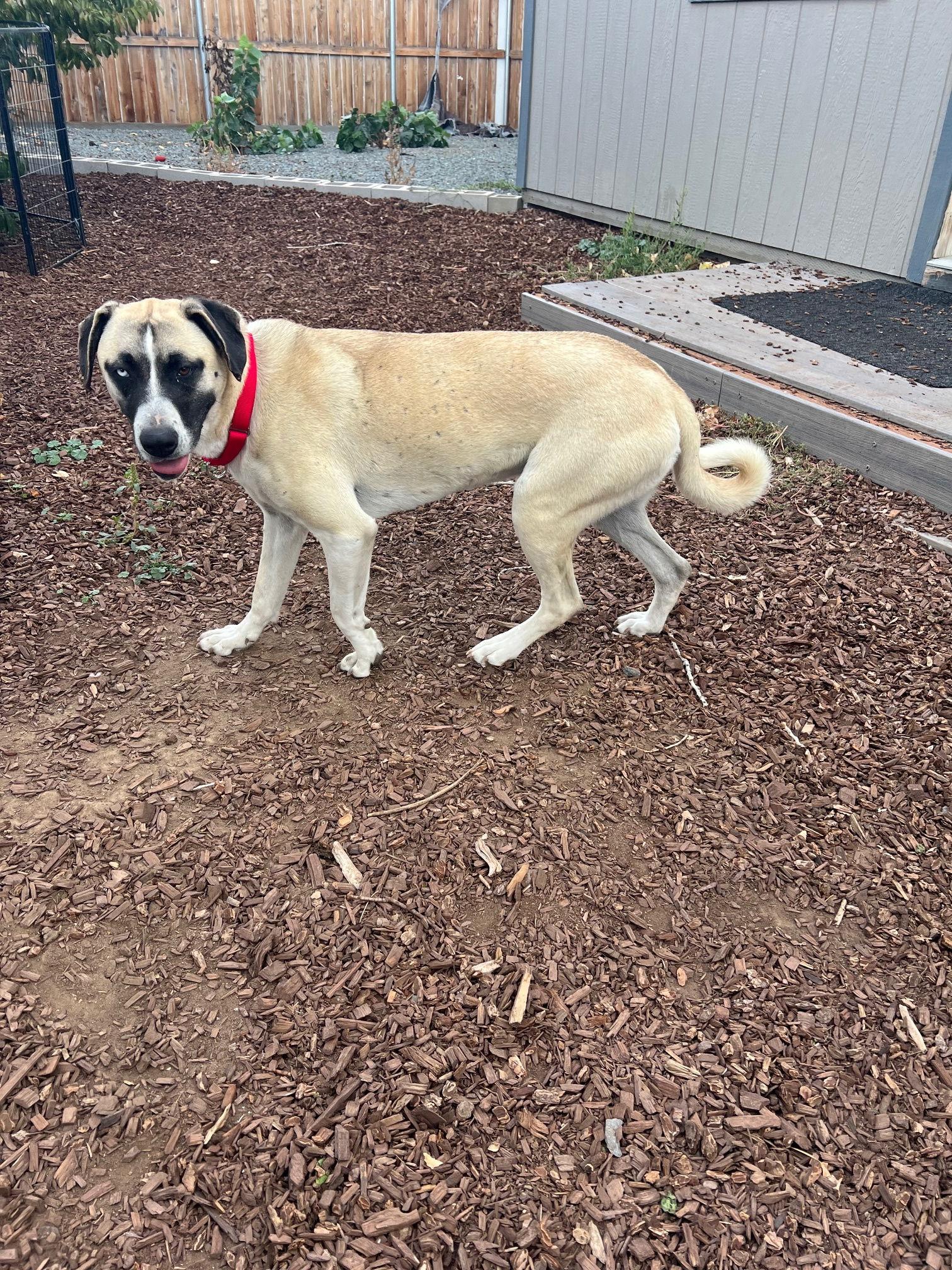Cal, Adoptable, Young Male Mastiff.