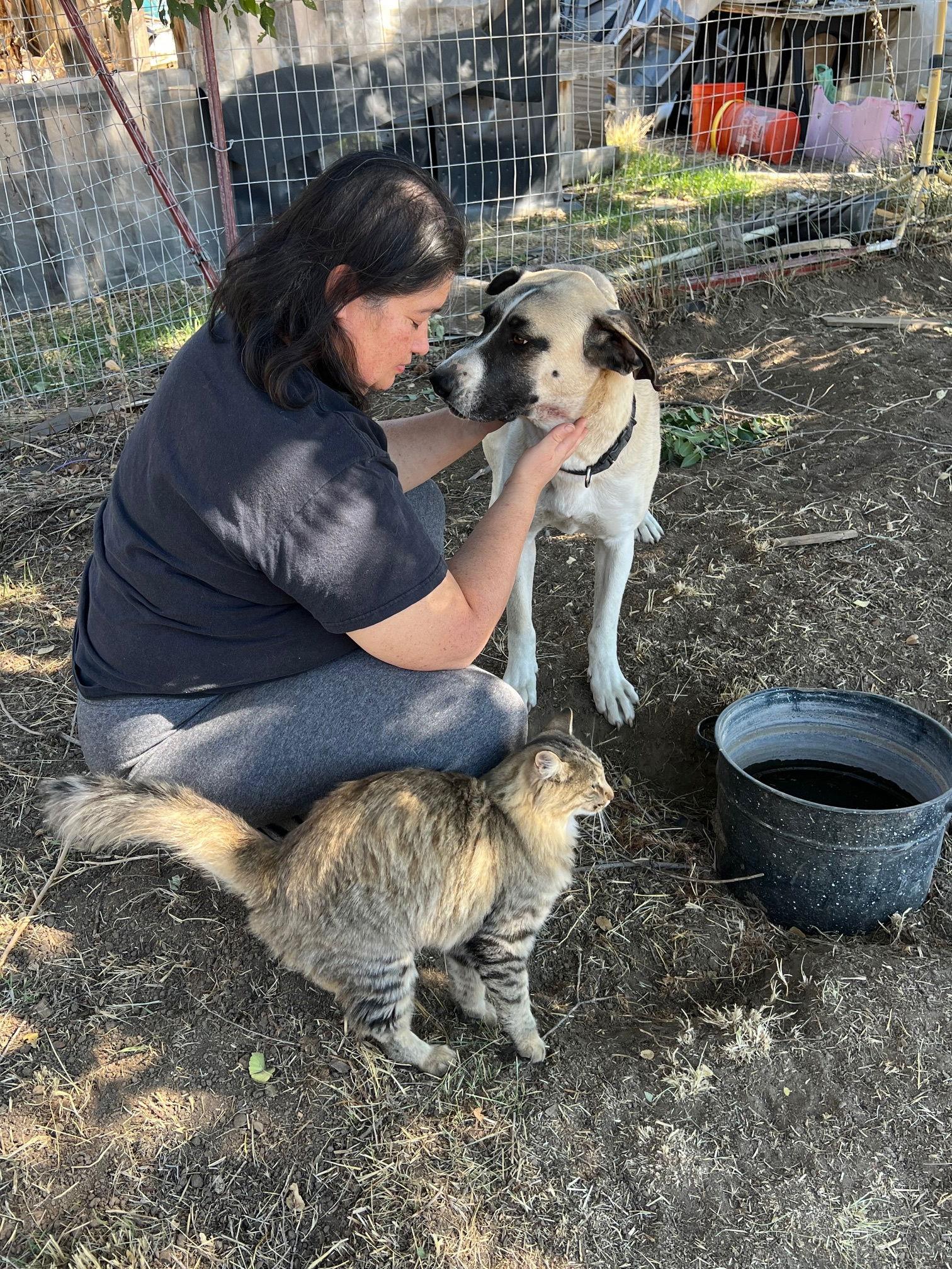Cal, a Adoptable Mastiff in Alturas, CA image 3/3