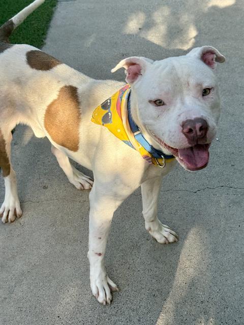 BILLY — thumbnail 2