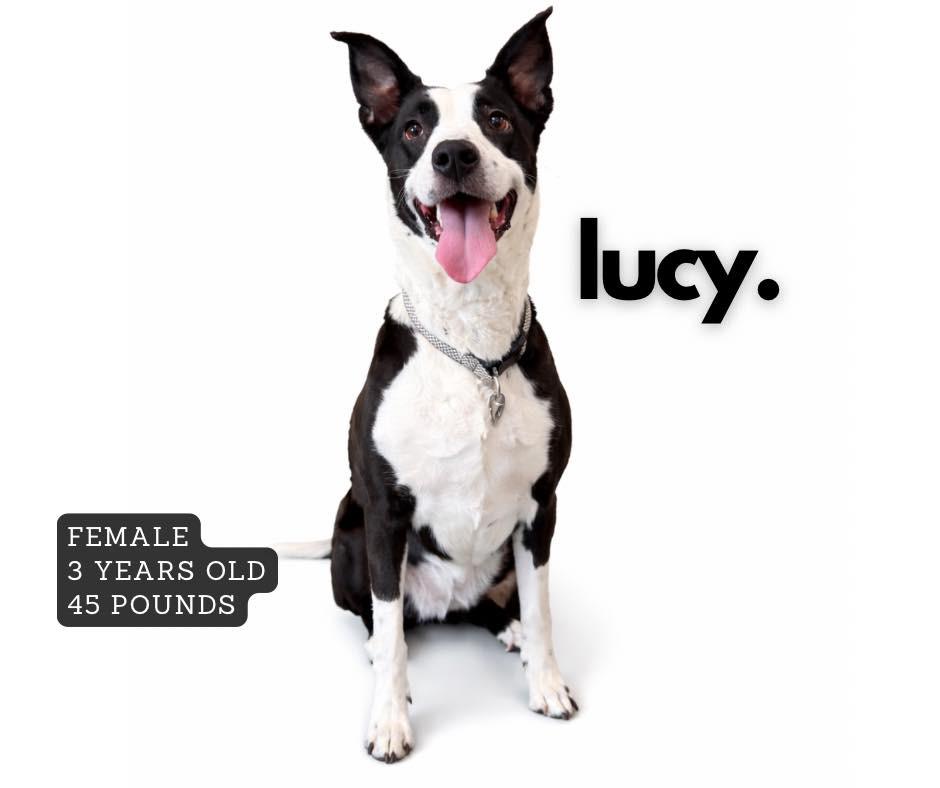 Enlarge Lucy, a Adoptable mixed breed in Ashland, KY image 1/1