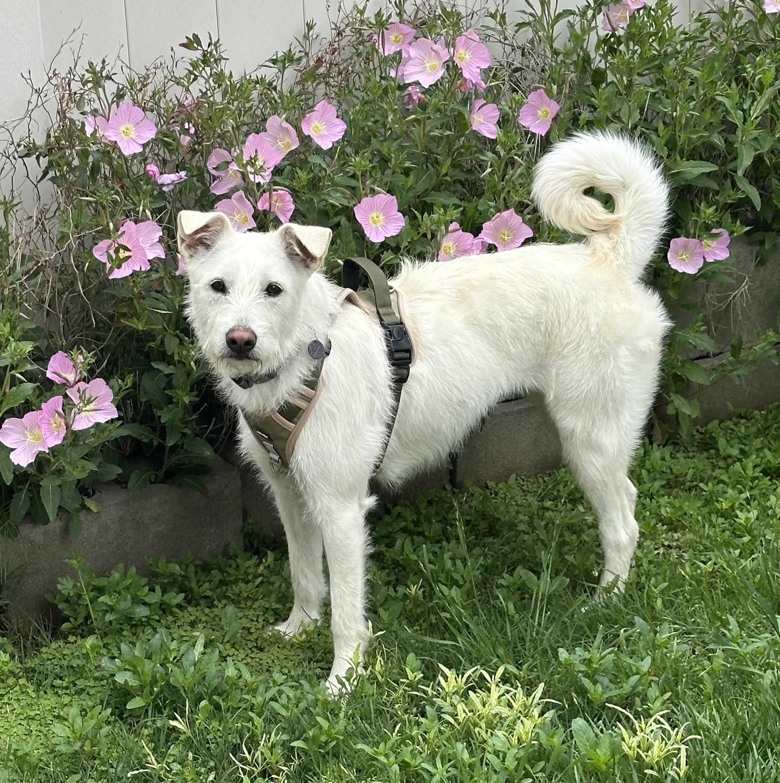 Hana, a Adopted mixed breed in La Mirada, CA image 1/4