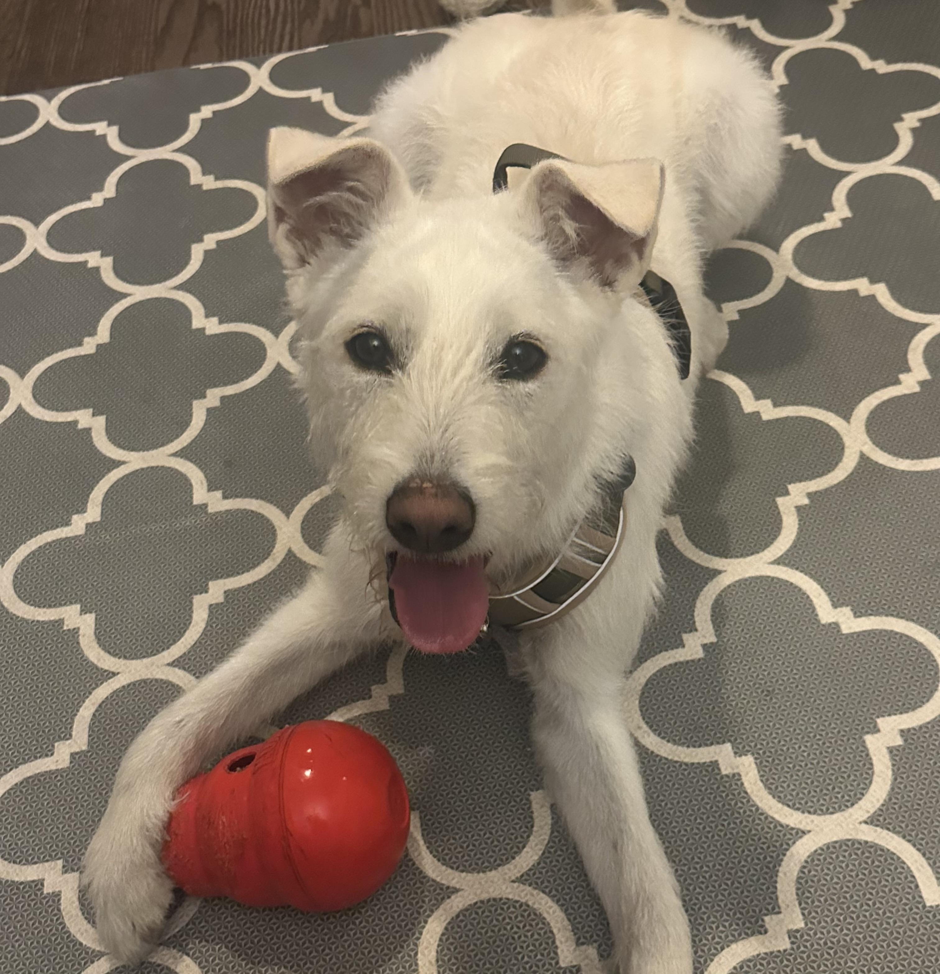 Hana, a Adopted mixed breed in La Mirada, CA image 3/4