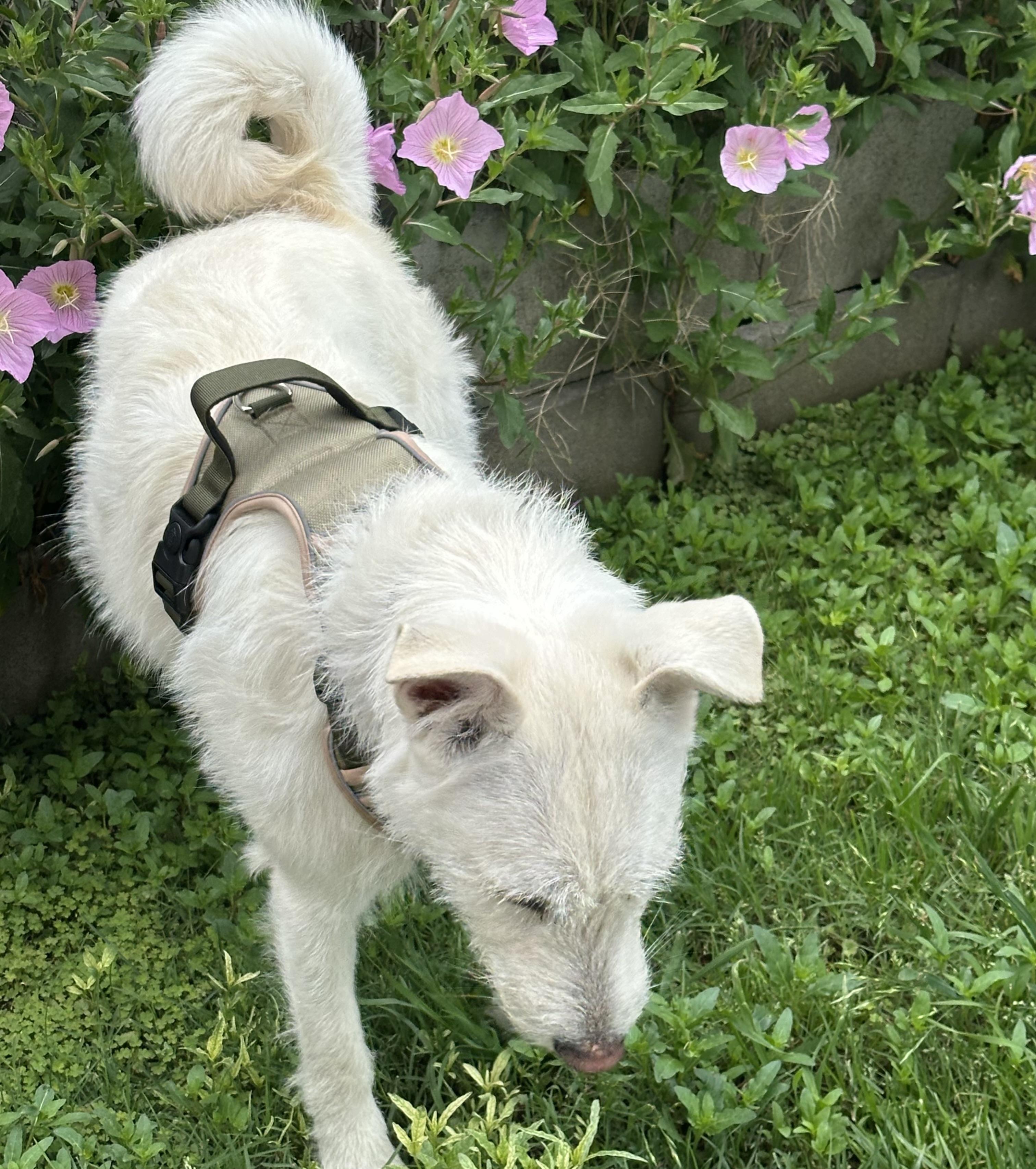 Hana, a Adopted mixed breed in La Mirada, CA image 4/4