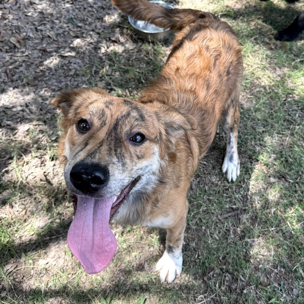 Colleen 25-087, Adoptable, Adult Female Australian Shepherd.