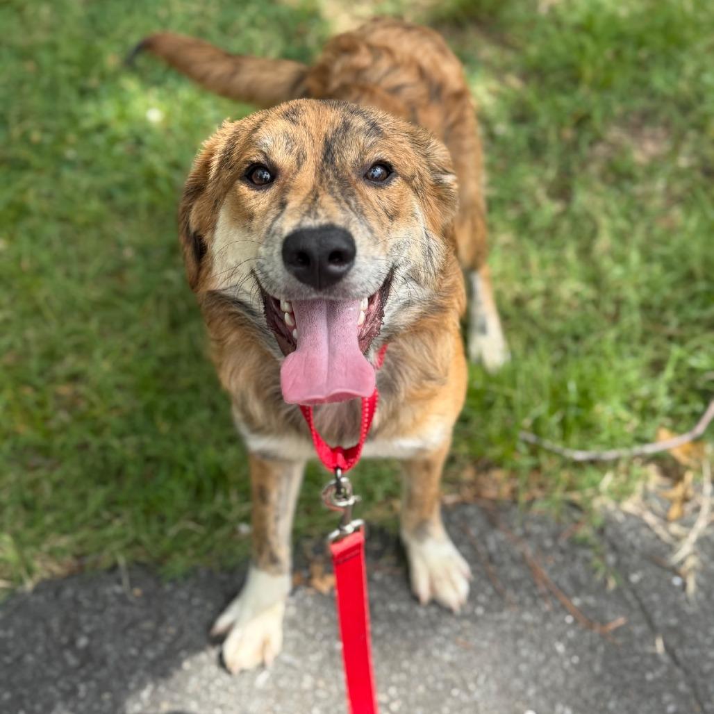 Enlarge Colleen 25-087, a Adoptable Australian Shepherd in Little Rock, AR image 2/6