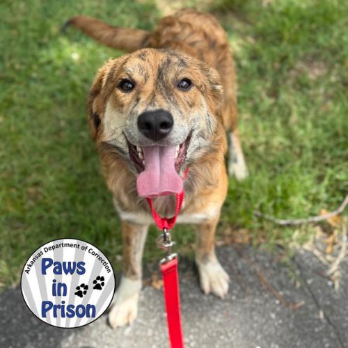 Enlarge Colleen 25-087, a Adoptable Australian Shepherd in Little Rock, AR image 3/6