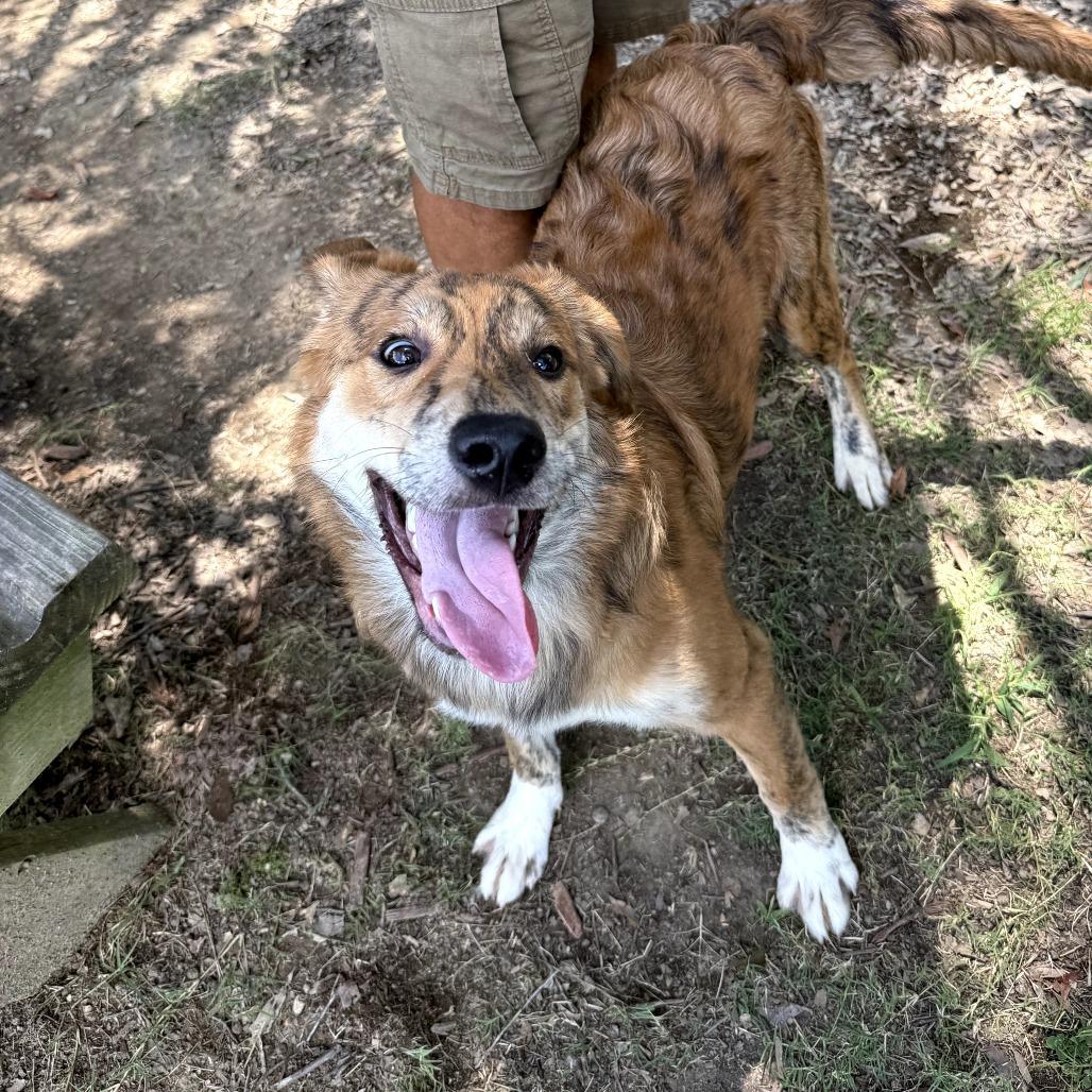 Enlarge Colleen 25-087, a Adoptable Australian Shepherd in Little Rock, AR image 5/6