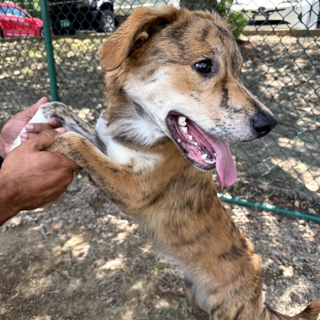 Enlarge Colleen 25-087, a Adoptable Australian Shepherd in Little Rock, AR image 6/6