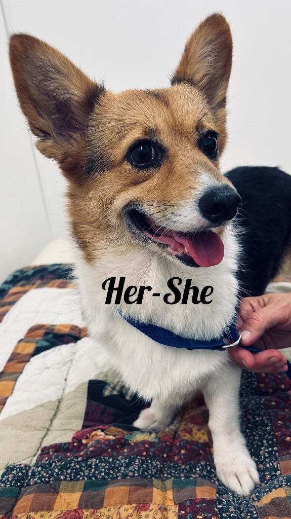 Her-She, Adoptable, Young Female Corgi.