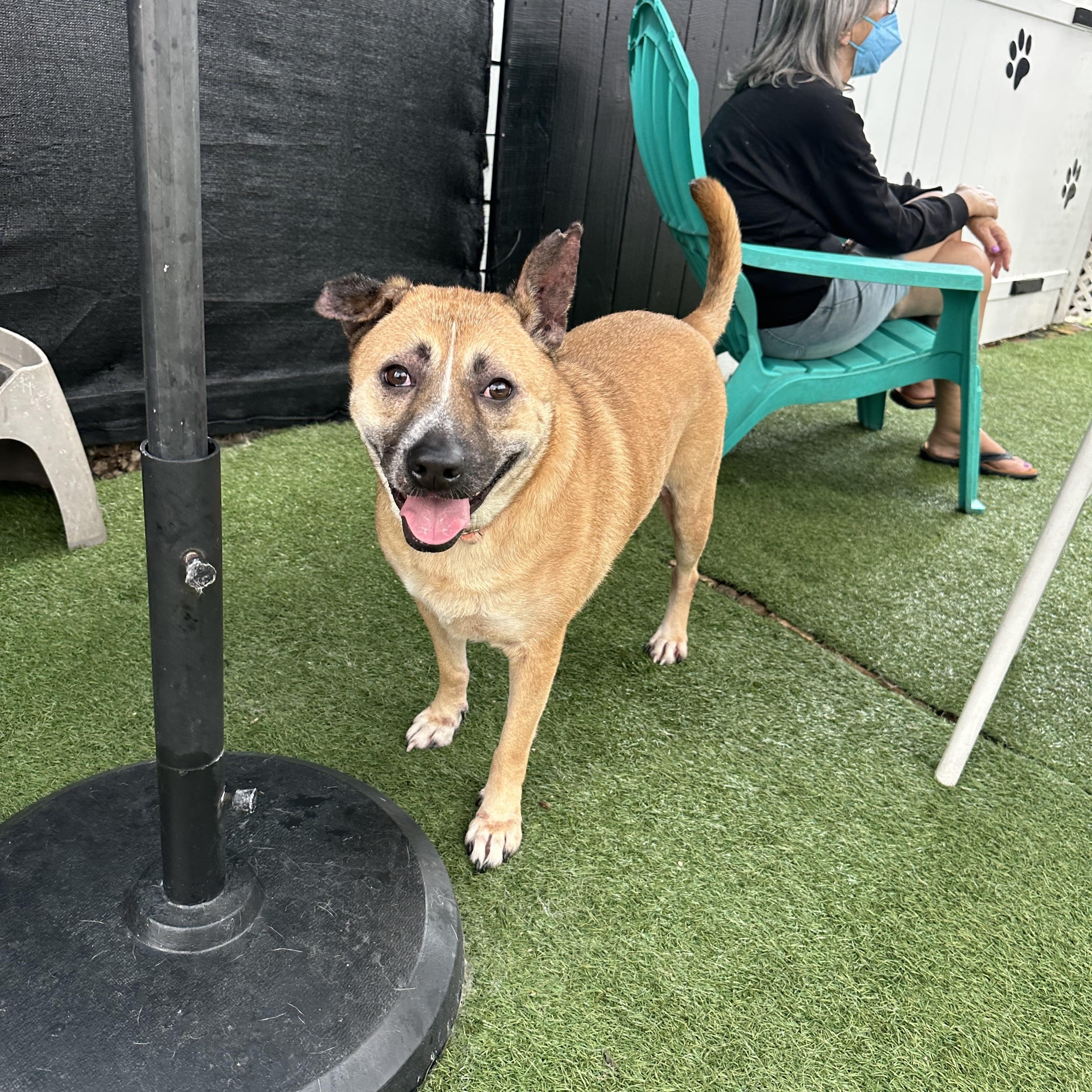 Summer, a Adoptable mixed breed in Pembroke Pines, FL image 1/4