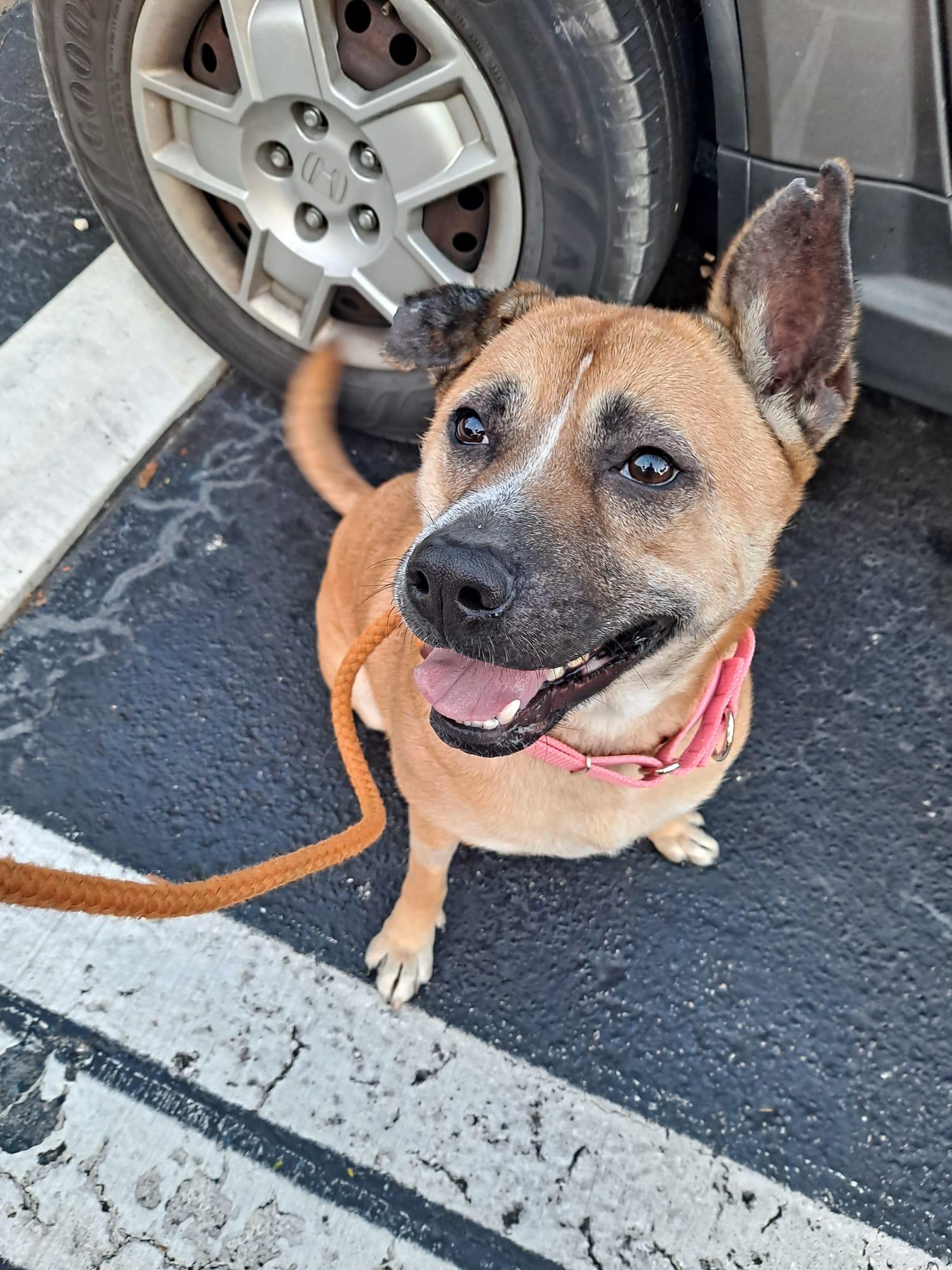 Summer, a Adoptable mixed breed in Pembroke Pines, FL image 3/4