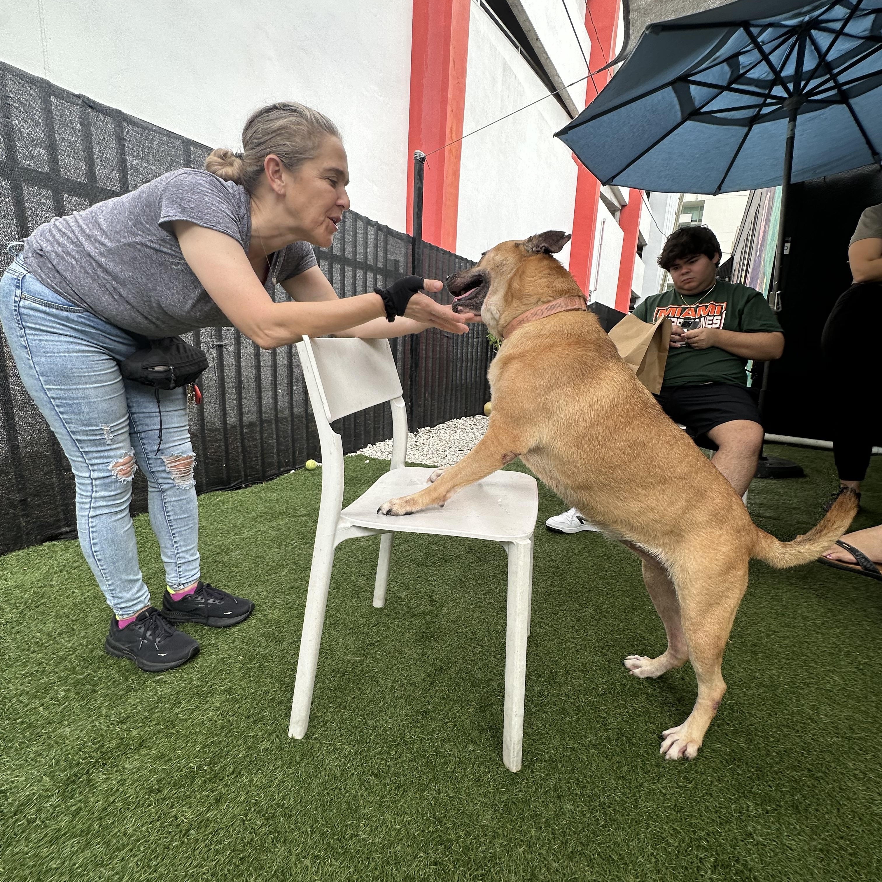 Summer, a Adoptable mixed breed in Pembroke Pines, FL image 2/4