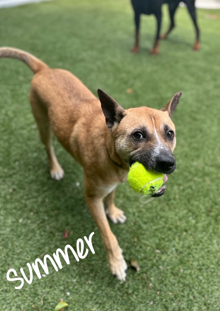 Summer, a Adoptable mixed breed in Pembroke Pines, FL image 4/4