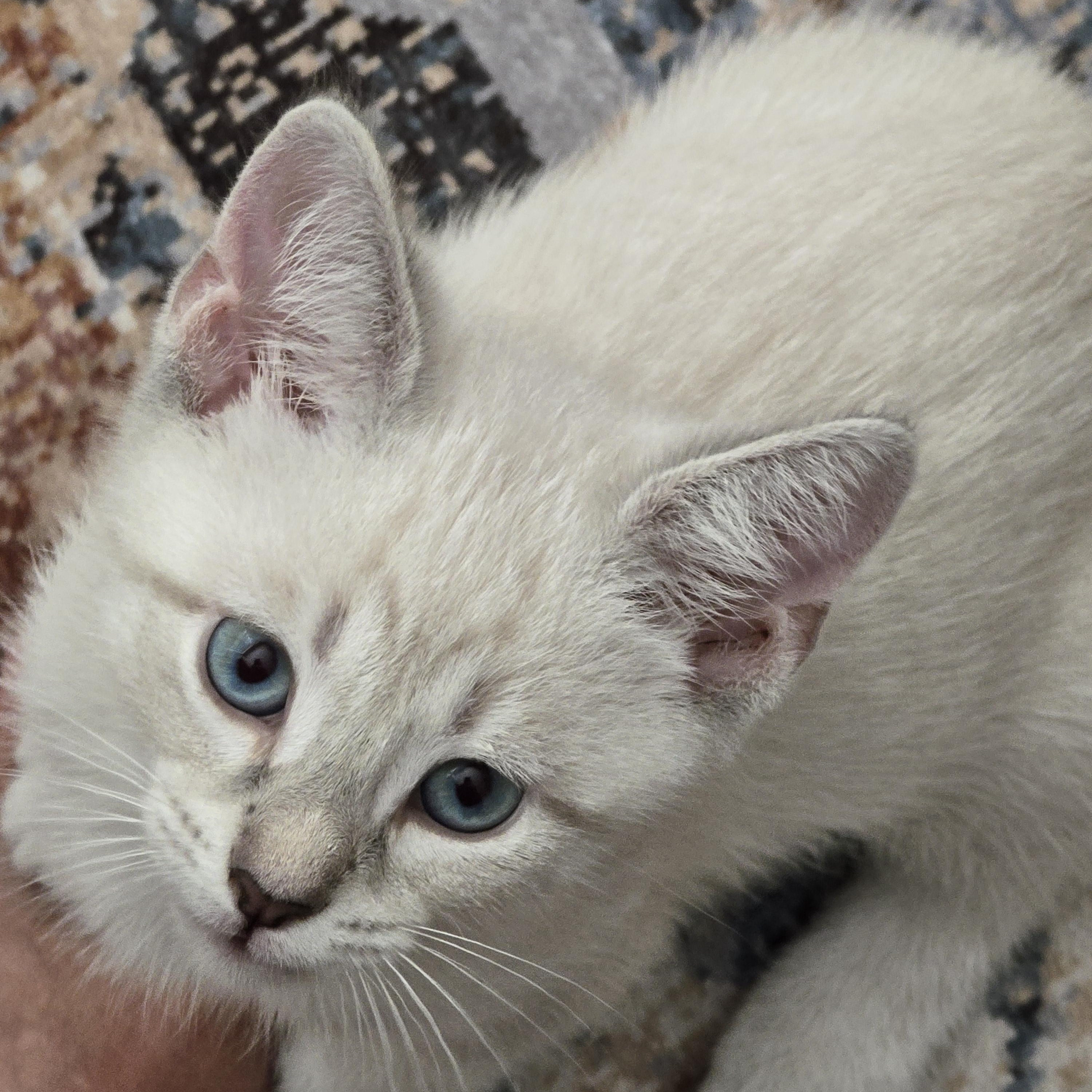 Caramel Latte- Best Friends with Whiskers, an adopted Domestic Short Hair in West Jefferson, OH image 3/5
