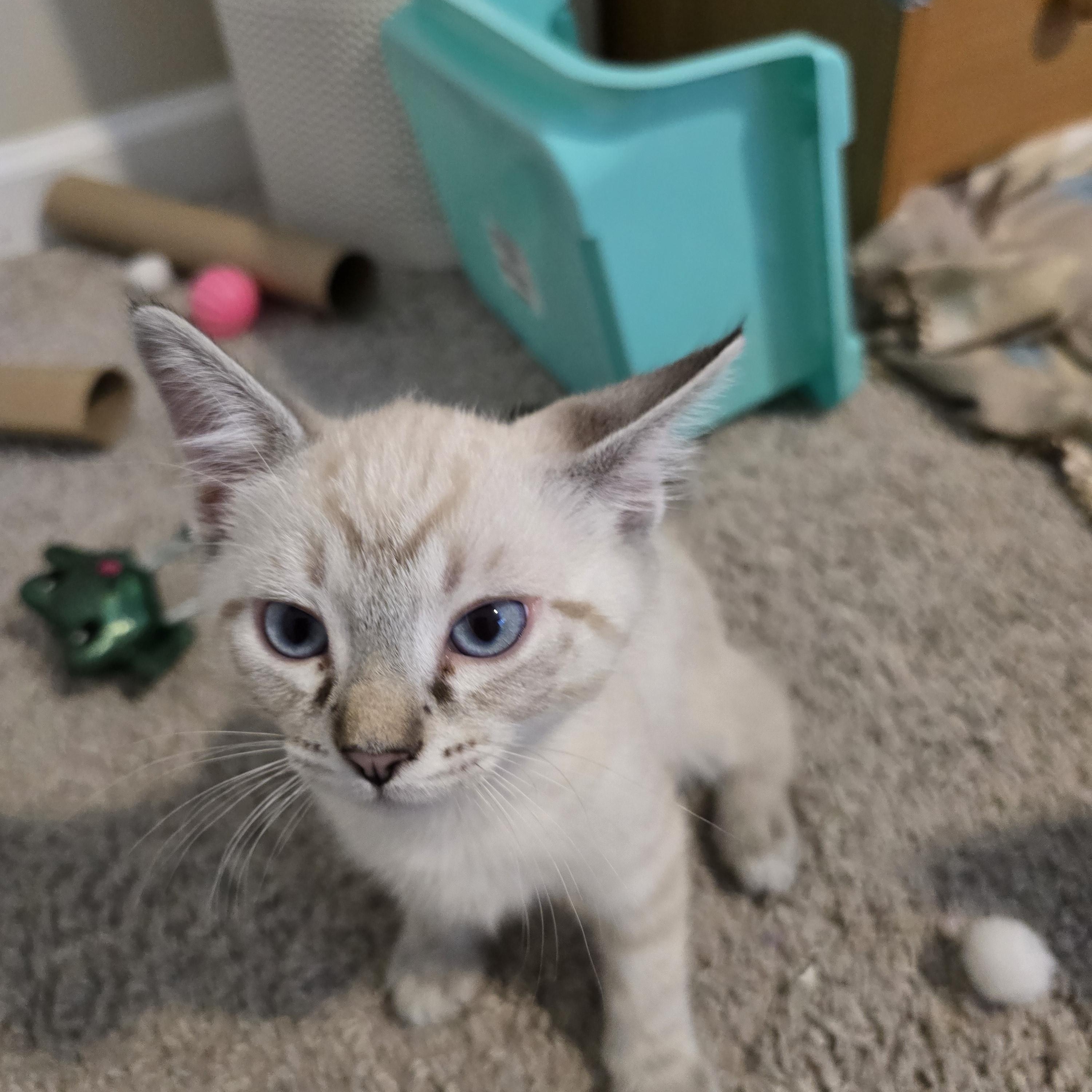 Caramel Latte- Best Friends with Whiskers, an adopted Domestic Short Hair in West Jefferson, OH image 2/5