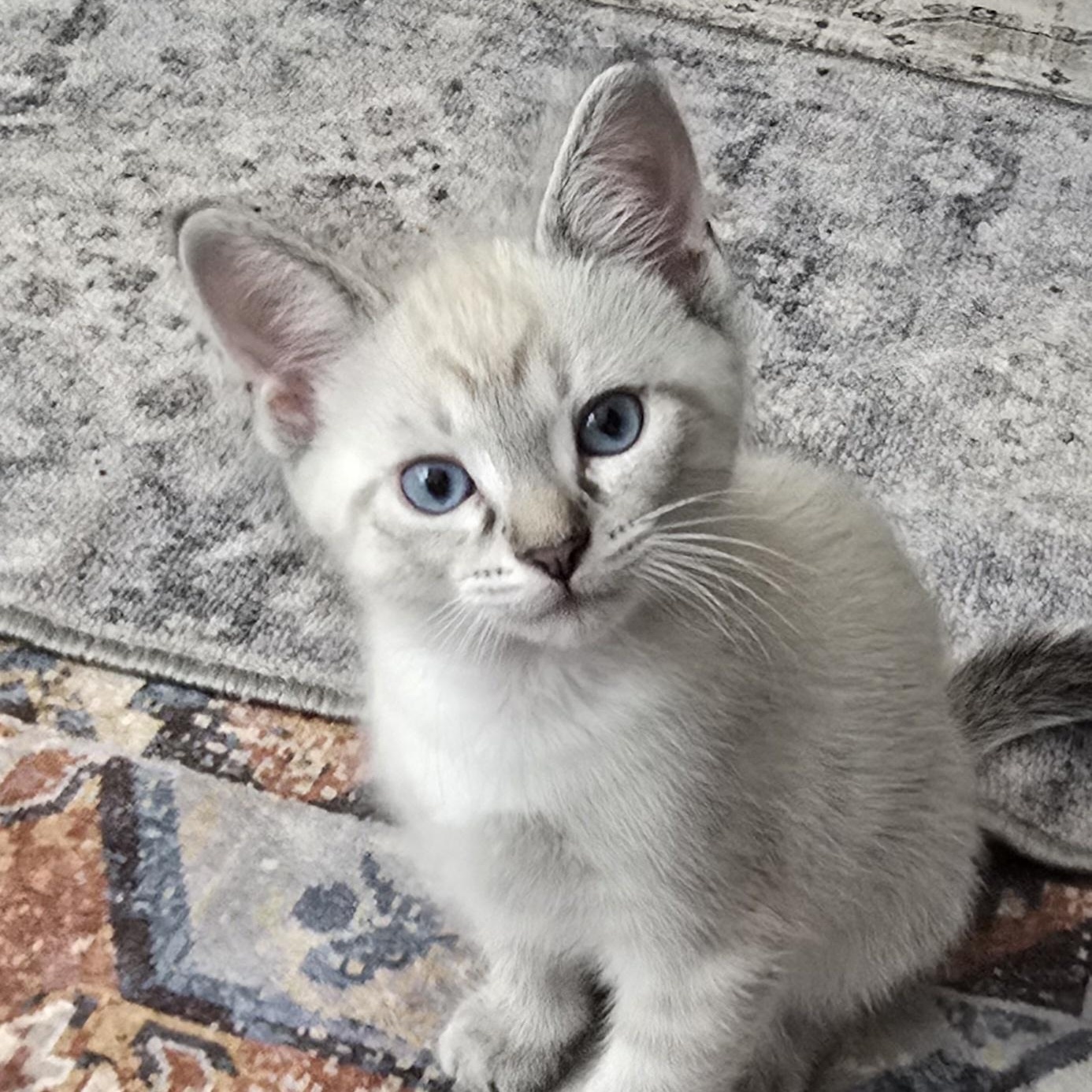 Caramel Latte- Best Friends with Whiskers, an adopted Domestic Short Hair in West Jefferson, OH image 1/5