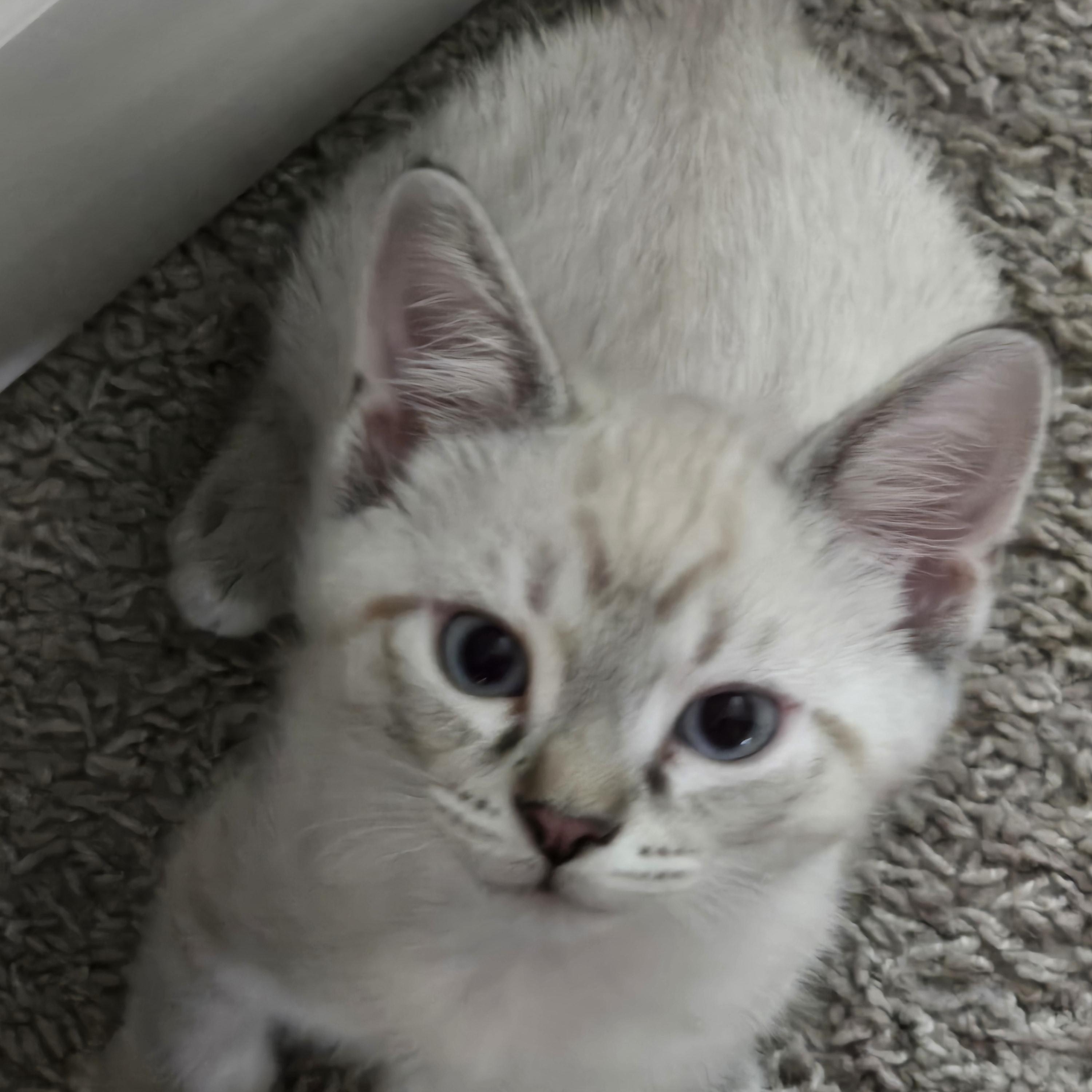 Caramel Latte- Best Friends with Whiskers, an adopted Domestic Short Hair in West Jefferson, OH image 4/5